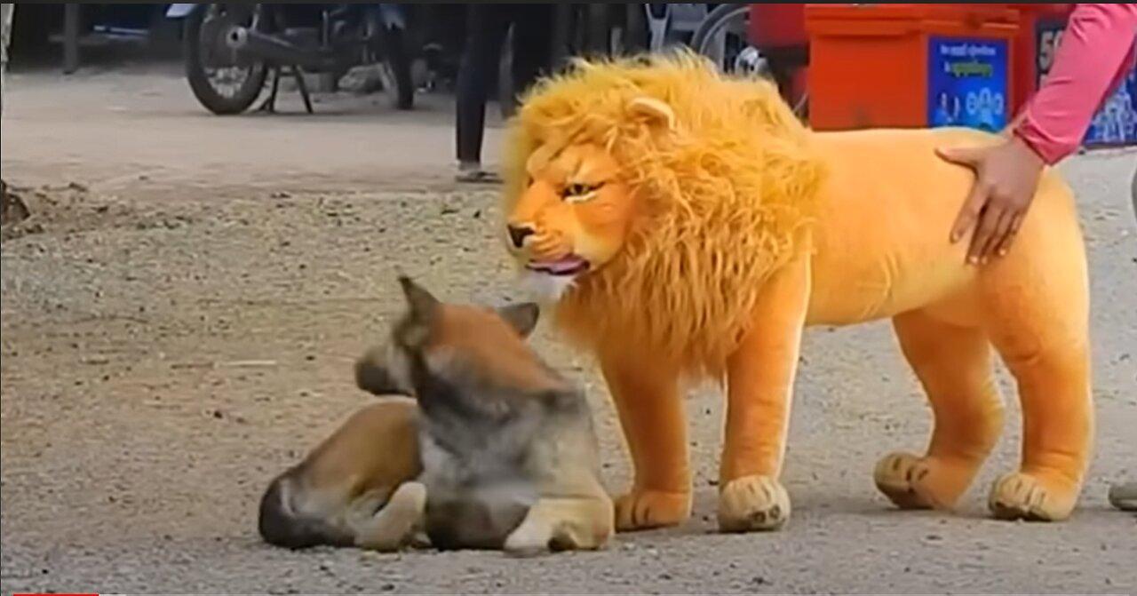 Hilarious Troll Prank with Fake Lion and Fake Tiger, and Surprise Huge Box Prank for Dogs