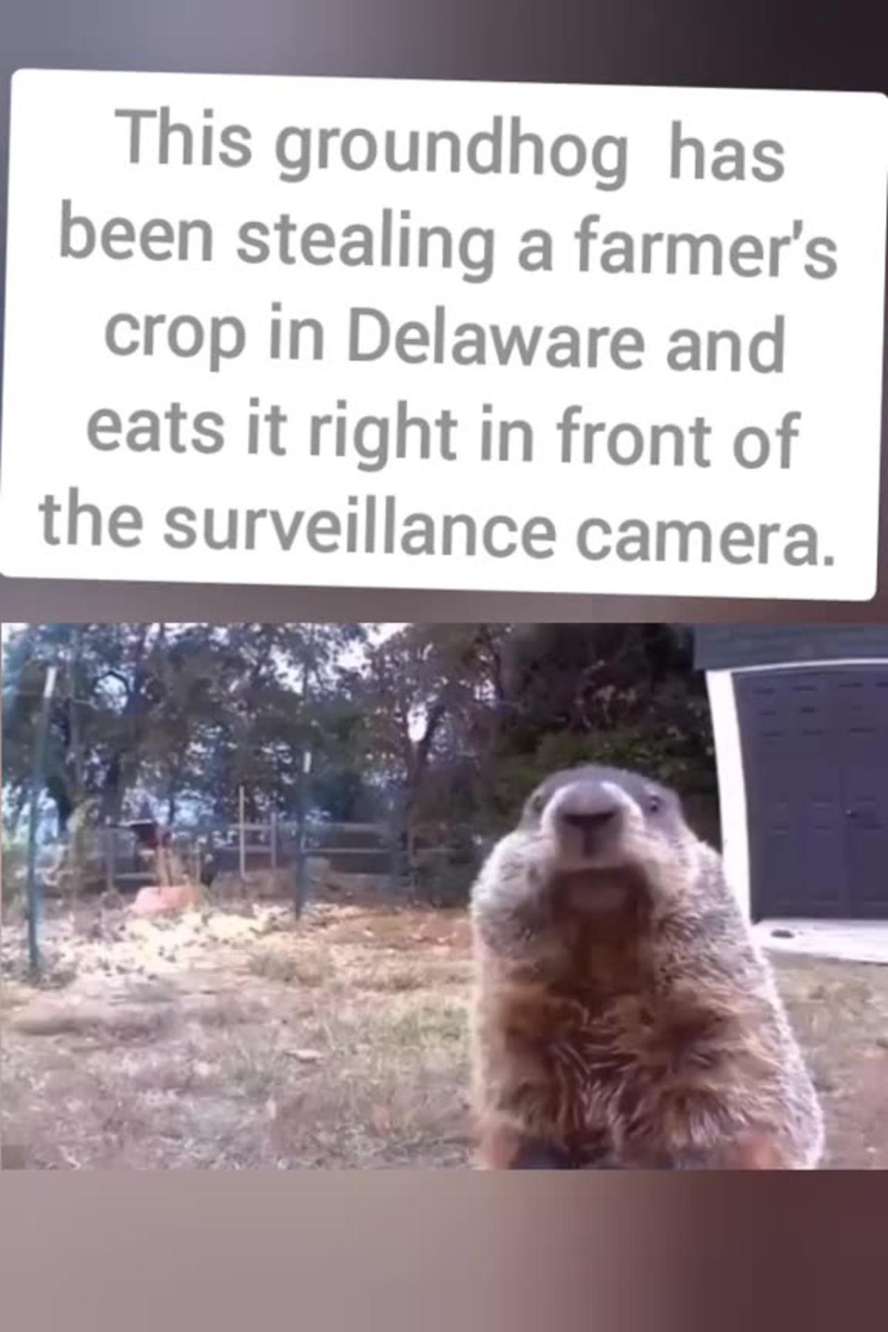 groundhog has been stealing a farmer's - One News Page VIDEO