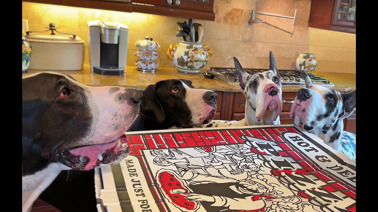 4 Great Danes Enjoy 2nd Birthday Pizza Party With Huge 28" Pizza
