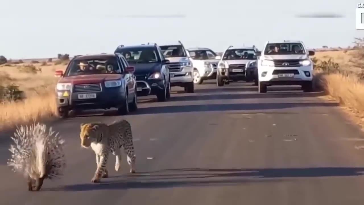 Hungry Leopard at Kruger National Park
