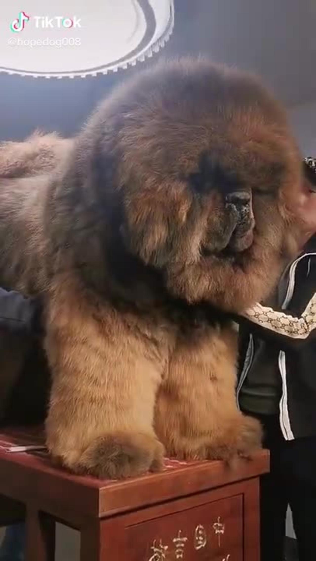 WORLD'S BIGGEST DOG TIBETAN MASTIFF - One News Page VIDEO