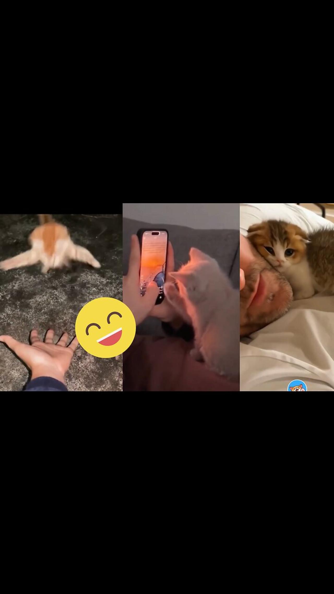 Funny Kitten Videos with daddy’s