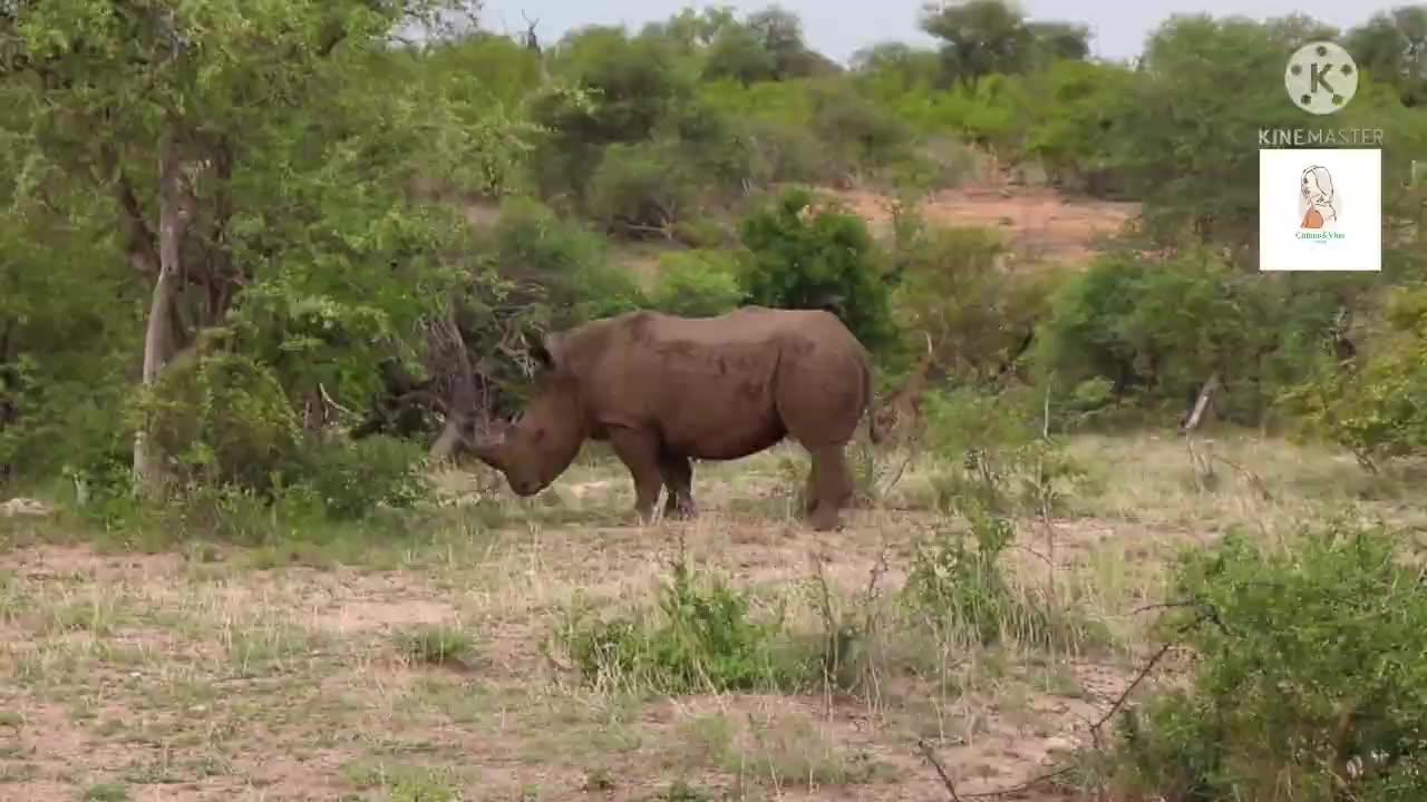 Kruger National Park South African Safari