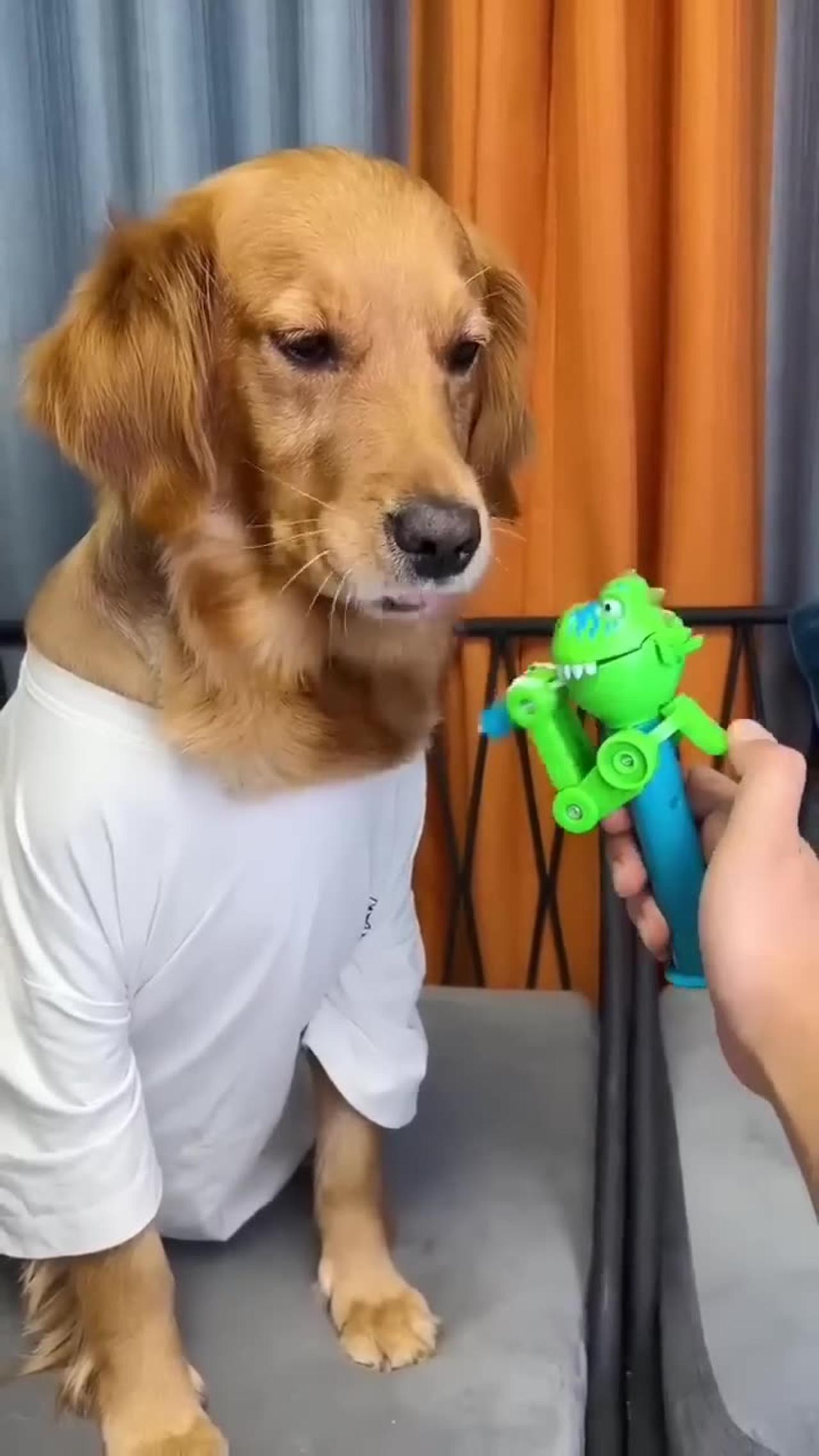 Just because I'm good-natured doesn't mean I won't bite! funny dog videos