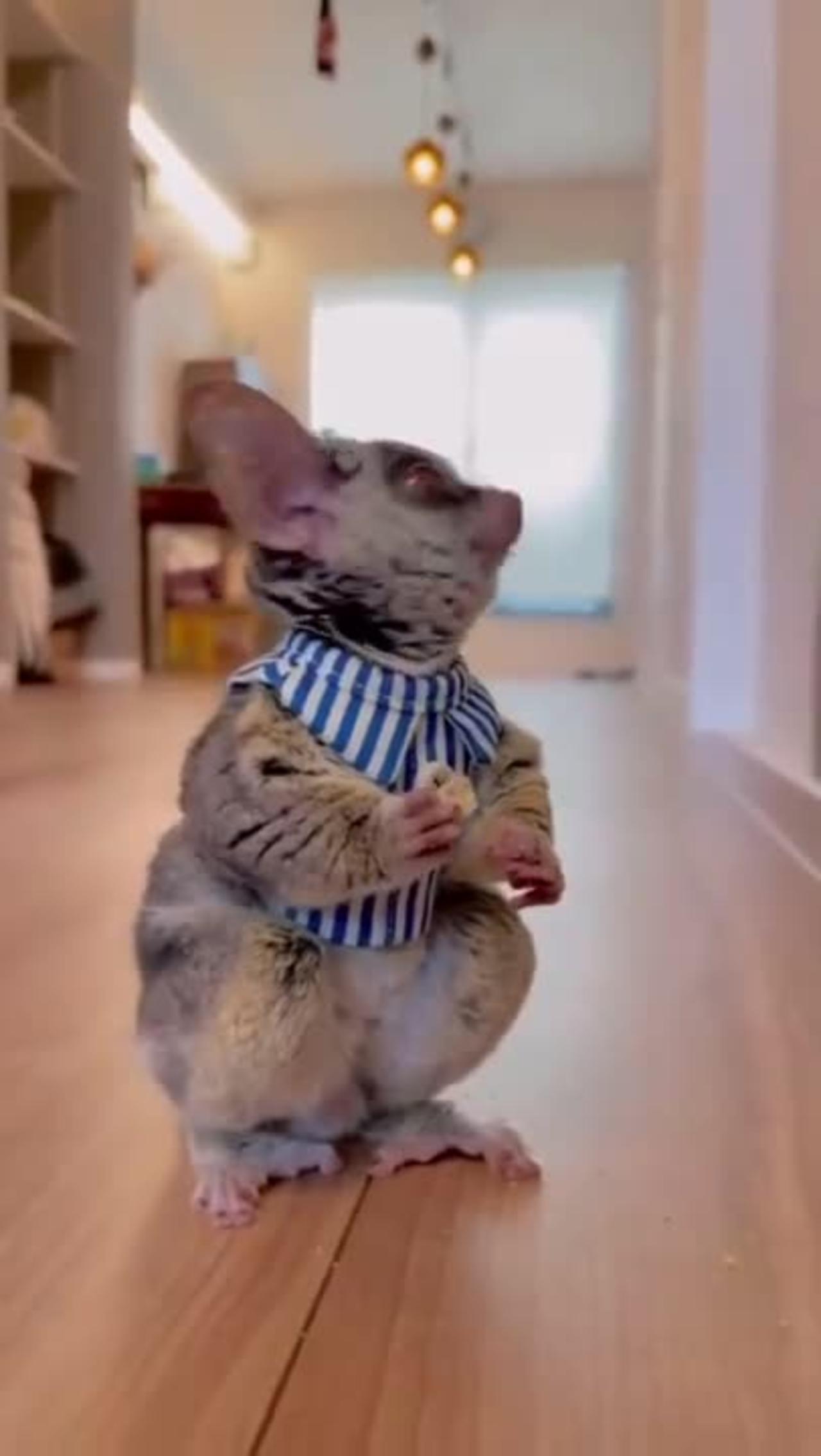 2023's Funniest Animal Videos: Relax with the Cutest Animals Ever!