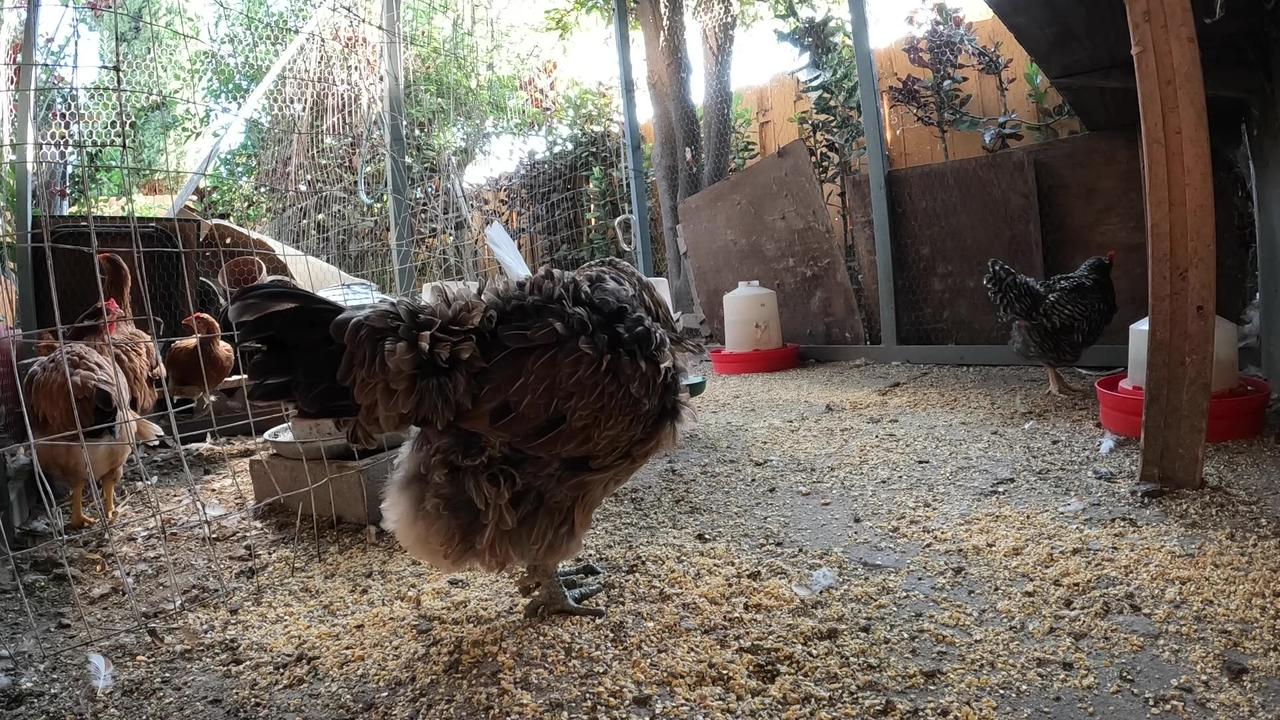 Backyard Chickens Fun Relaxing Video Sounds One News Page VIDEO