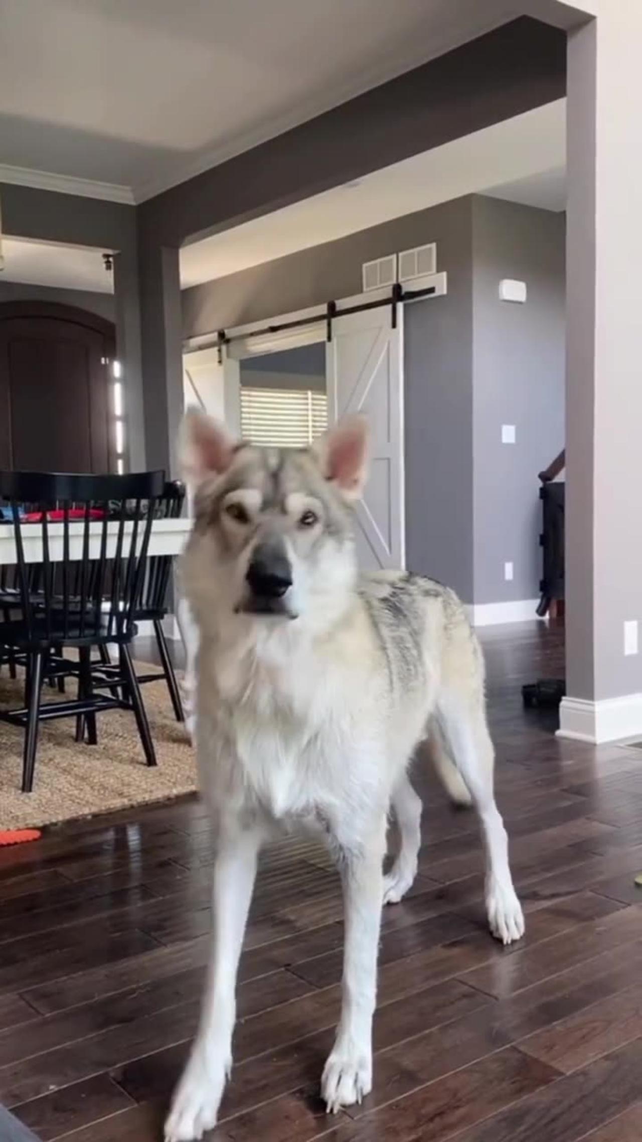 TOP 10 Dog Breeds That Look Like Wolves One News Page VIDEO