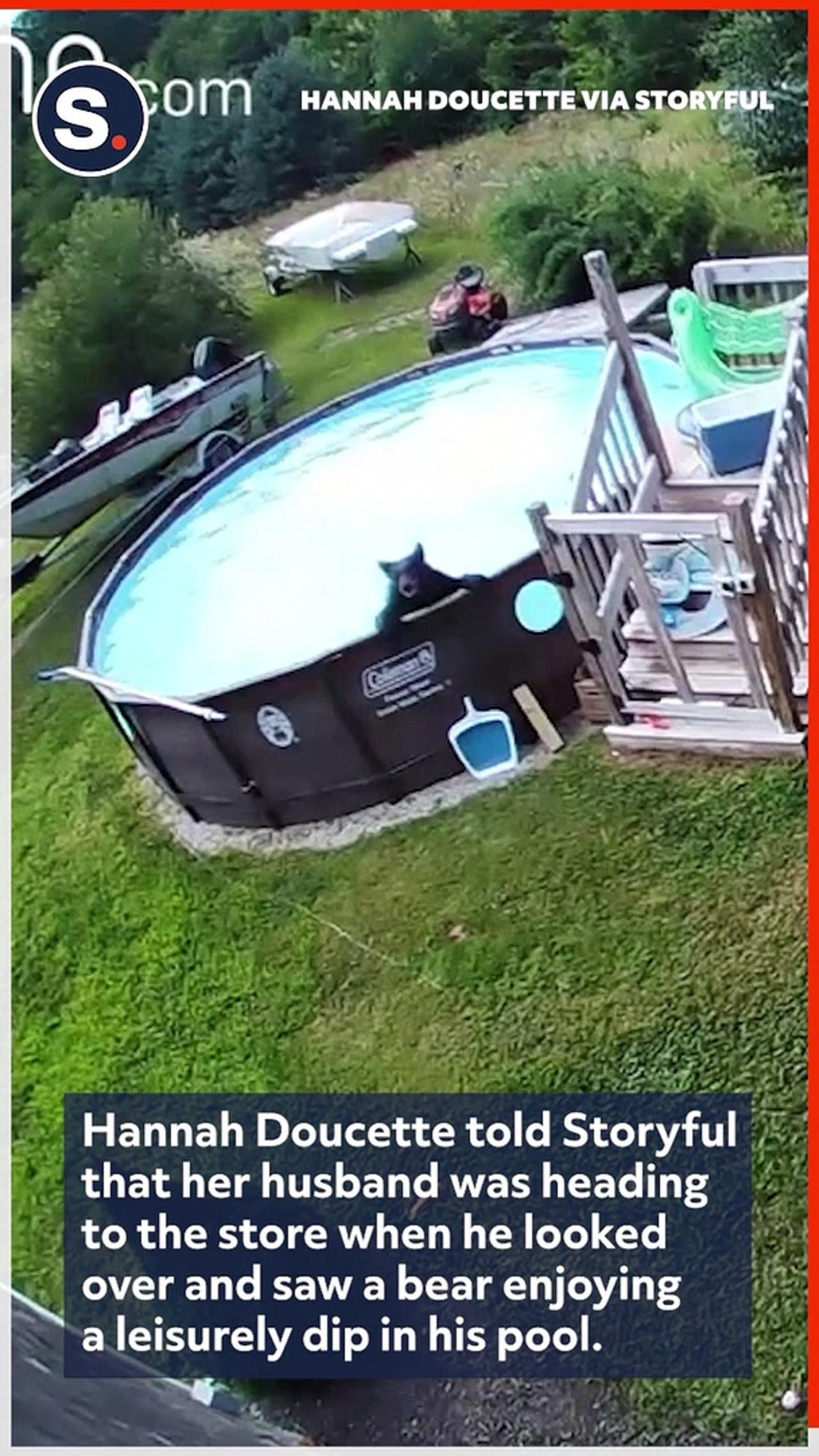 Bear Cools Down in Massachusetts Pool on Summer Day-