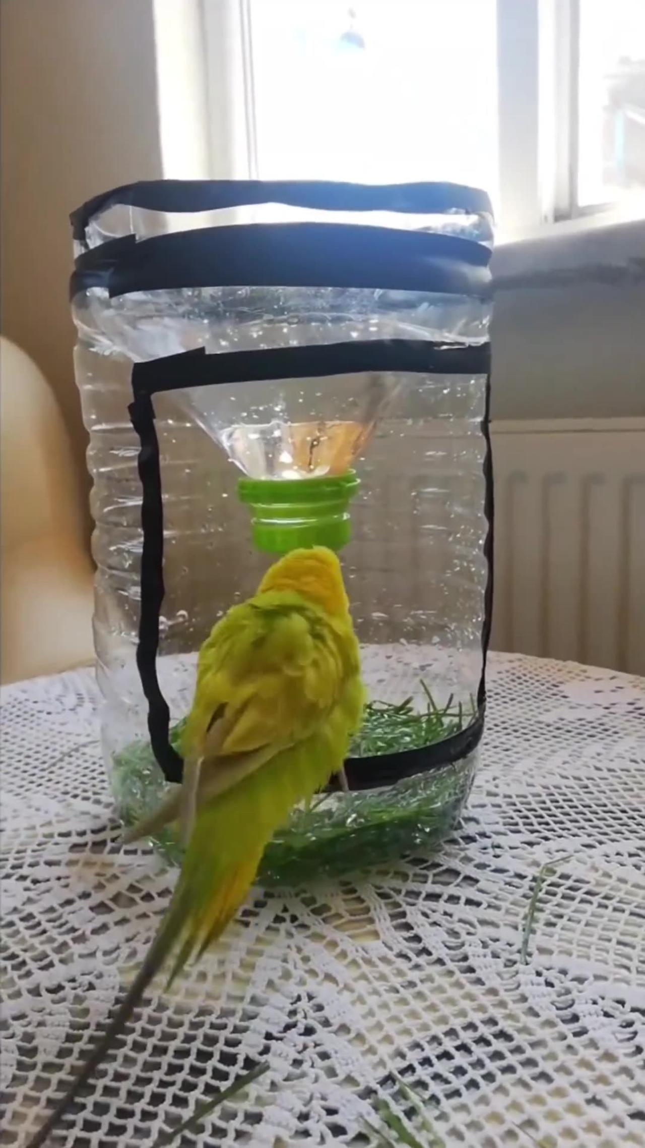 Bath for a bird made of a plastic bottle One News Page VIDEO