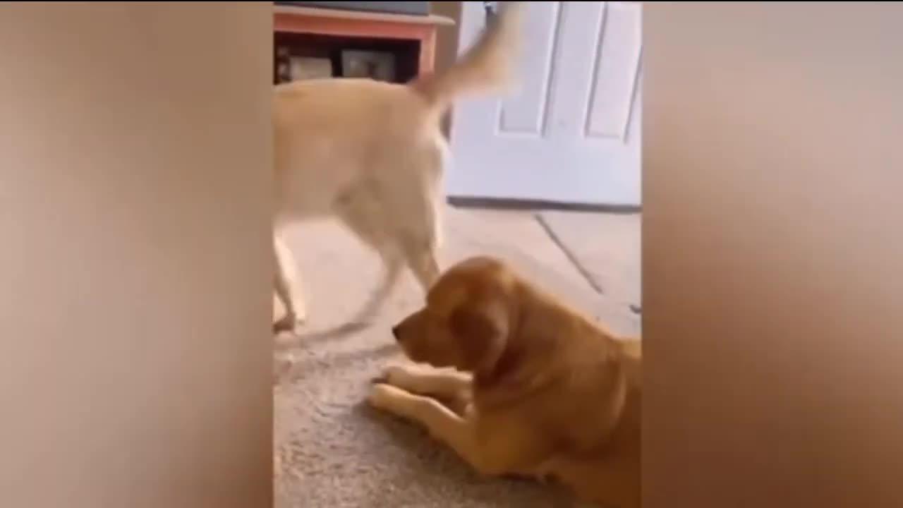 funnest animal video 🤣 dog and cat funny video 2023