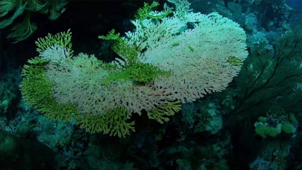 Conservation Group Warns of '100% Coral Mortality' in the Florida Keys