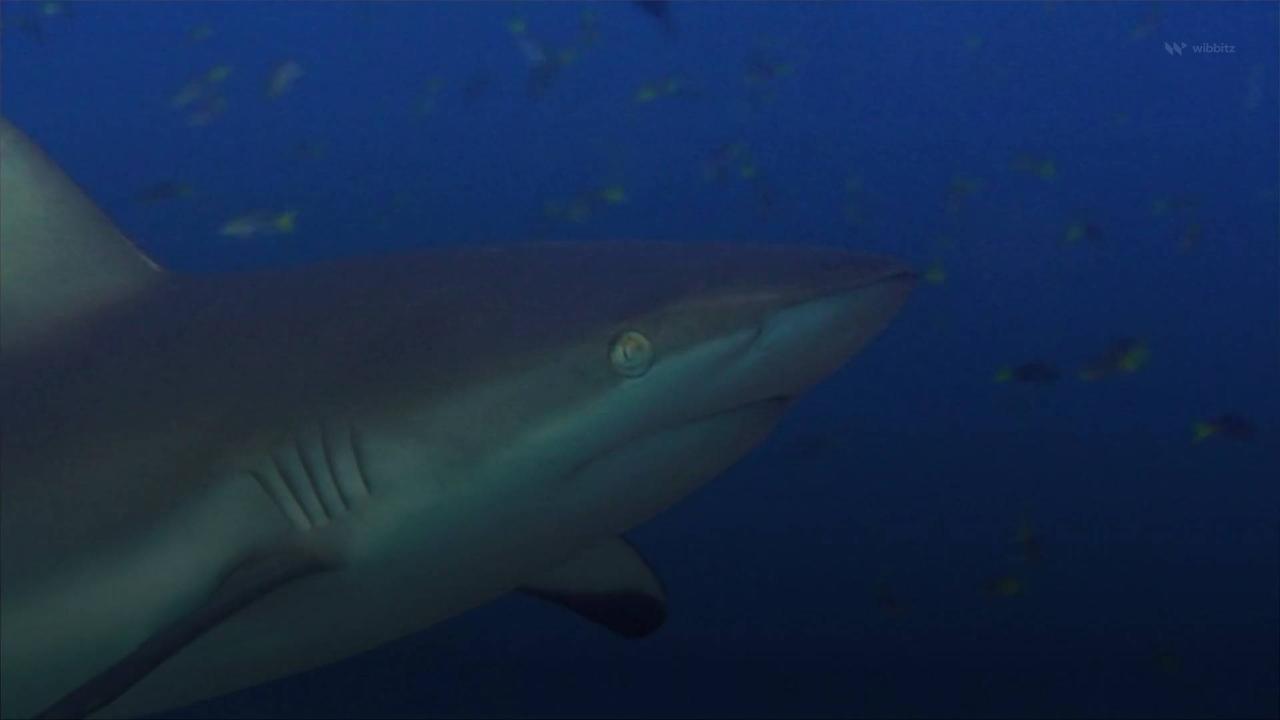 Researchers Warn of 'Cocaine Sharks' off US Coasts
