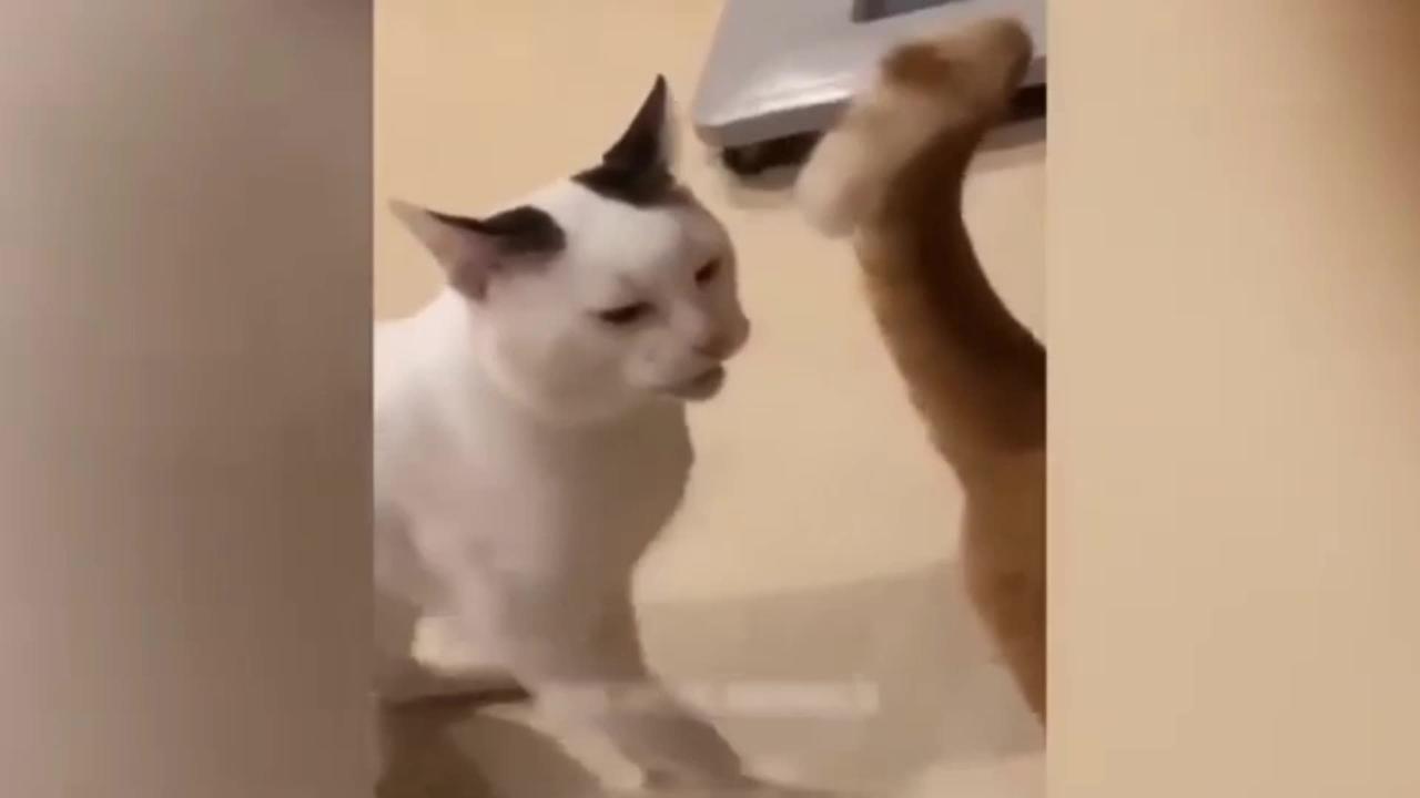 Cute Cat funny video.