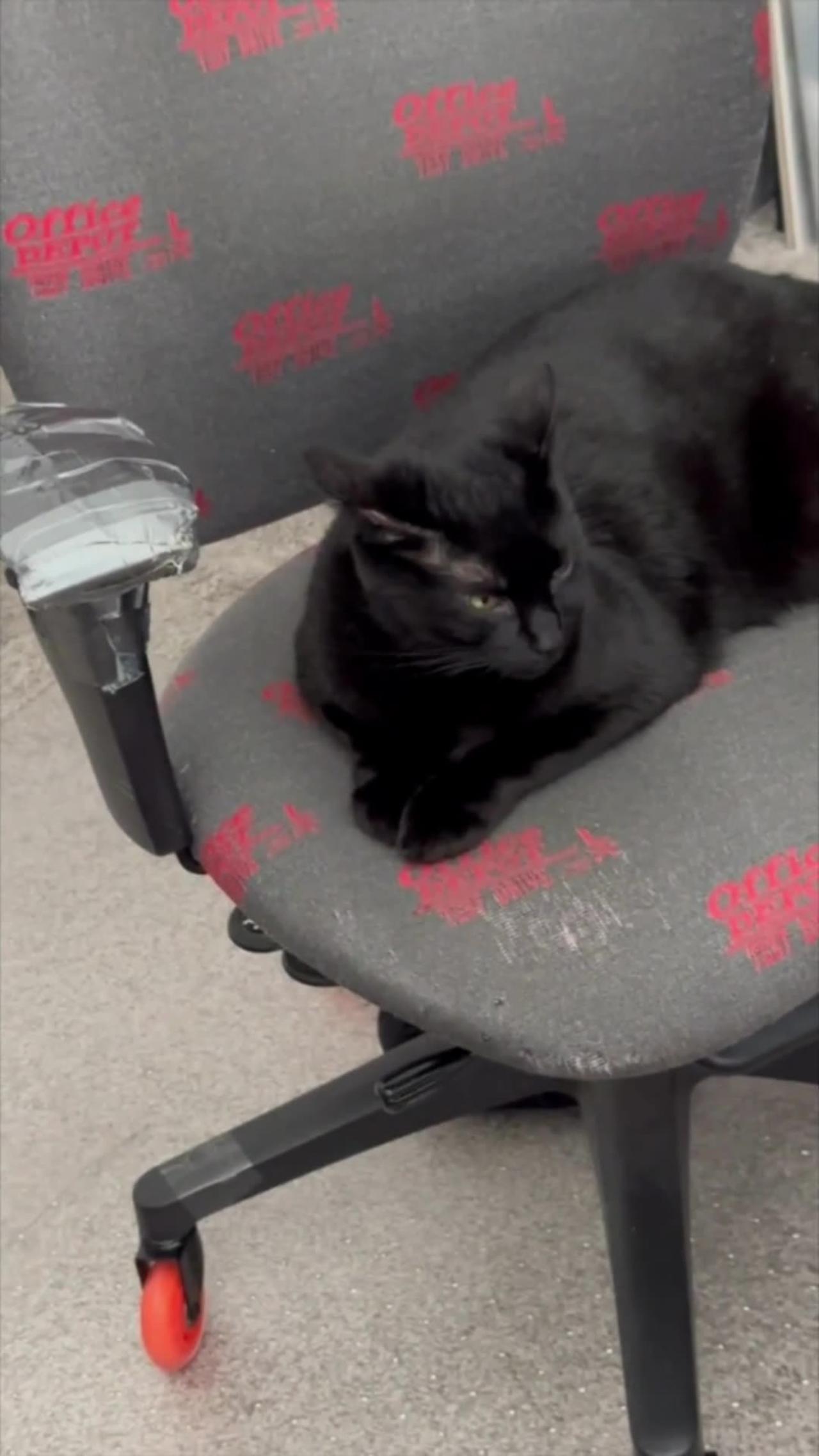 Adopting a Cat from a Shelter Vlog - Cute Precious Piper Does Her Morning Office Routine #shorts