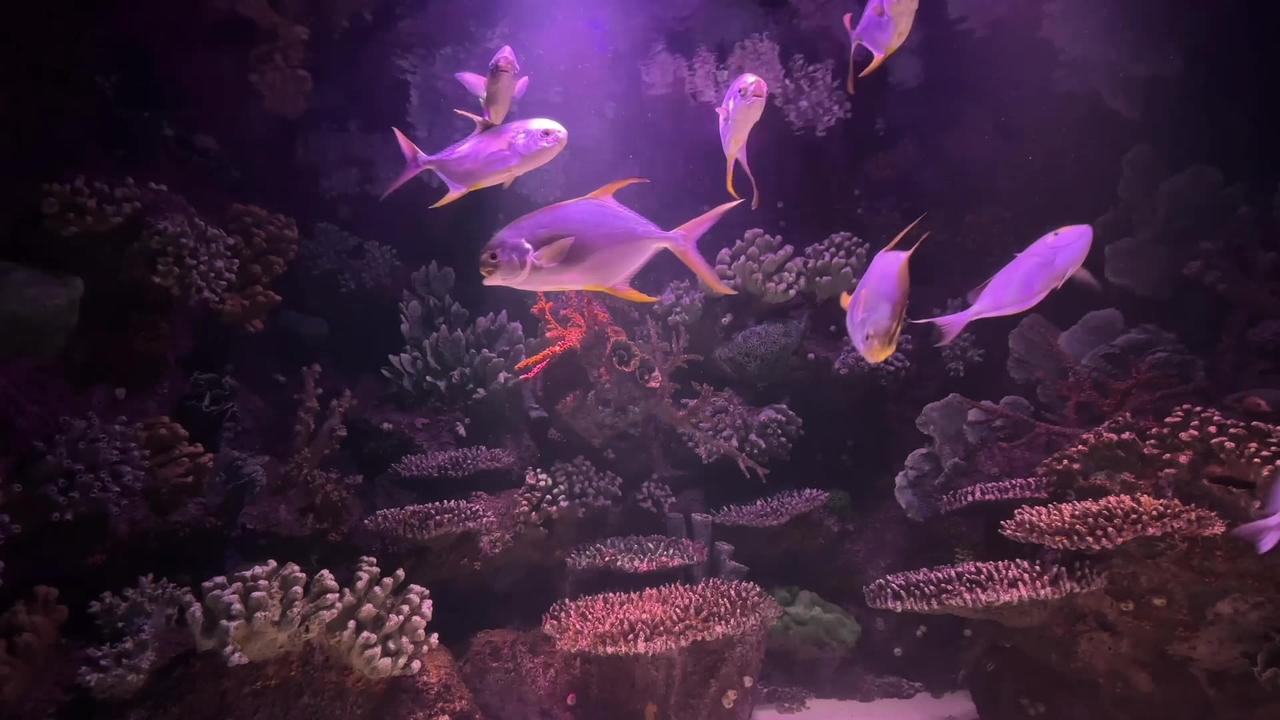 Life in the ocean - One News Page VIDEO