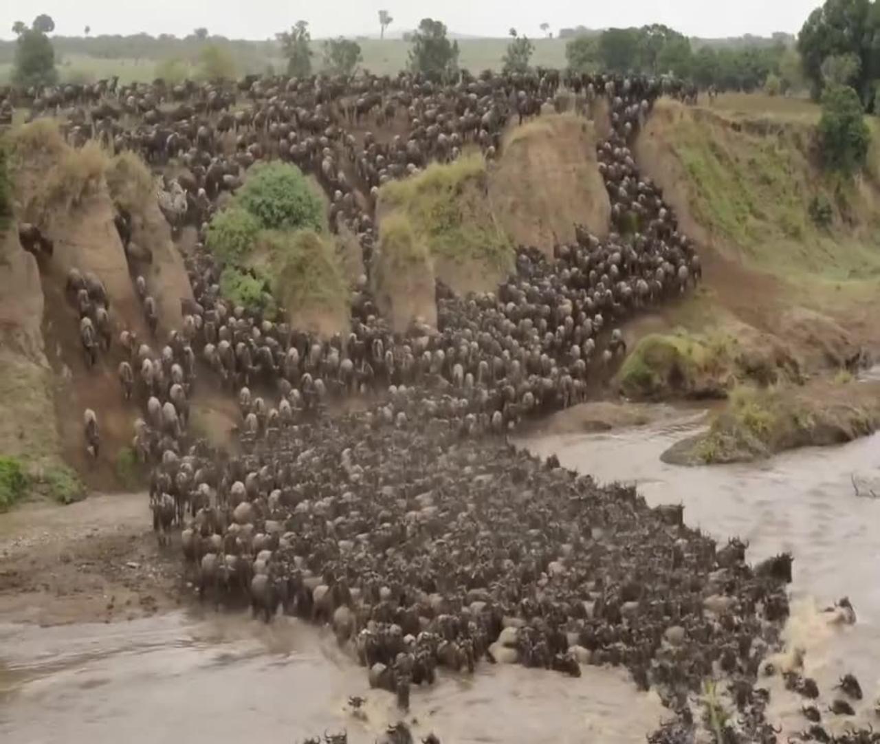 Wildebeest Migration In Masai Mara