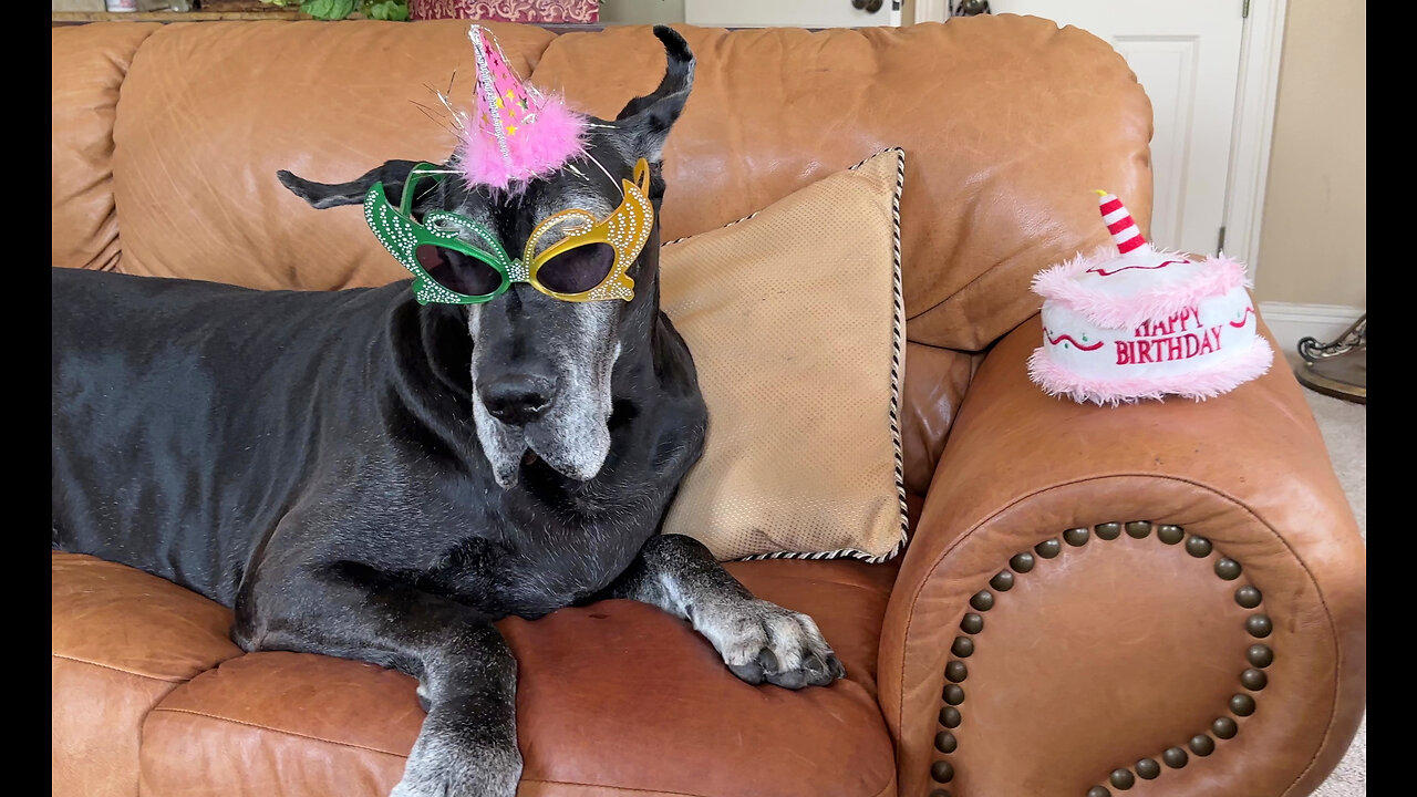 Well-dressed Great Dane celebrates her 7th birthday