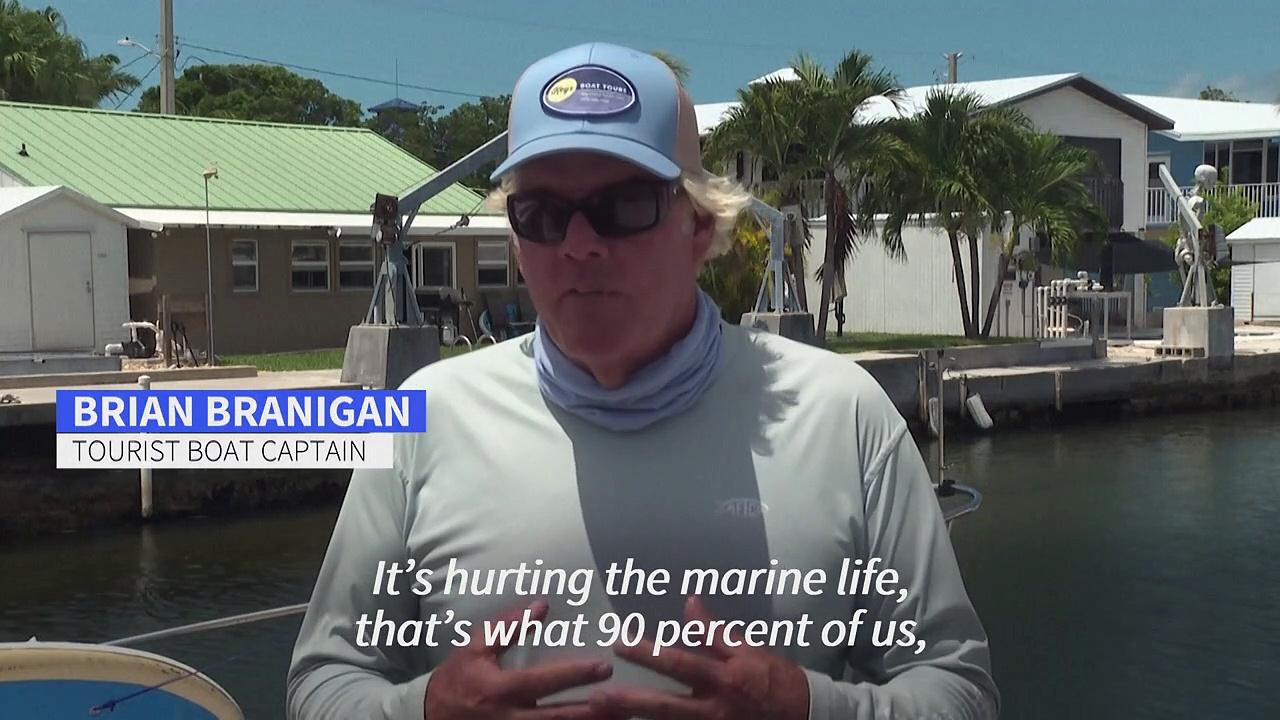 Florida's corals bleach as seawater reaches record temperatures
