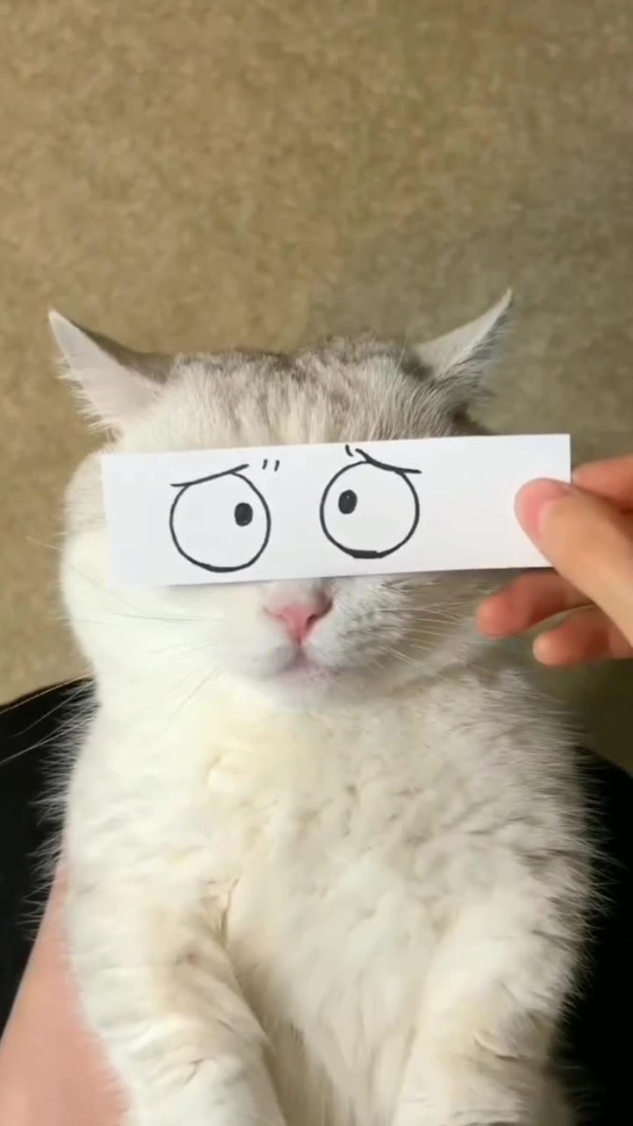 Funny time with cat One News Page VIDEO