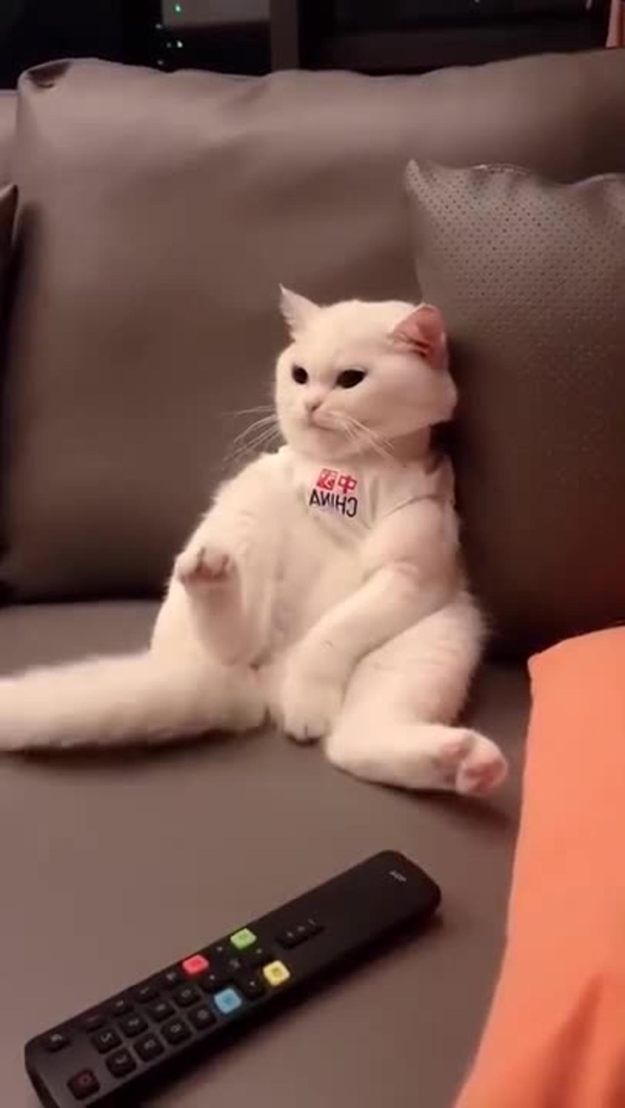 Cat 😺 funny animal video 😺