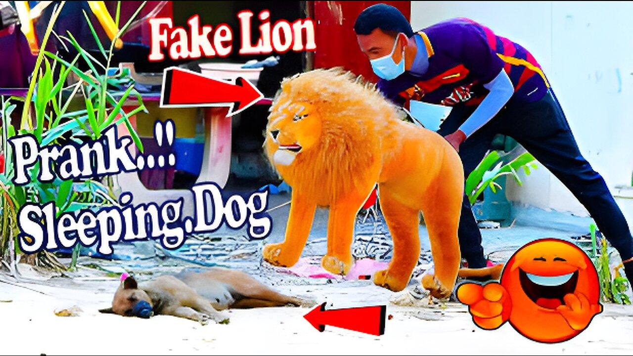 Funny dog prank & fake Lion and Fake Tiger Prank To dog