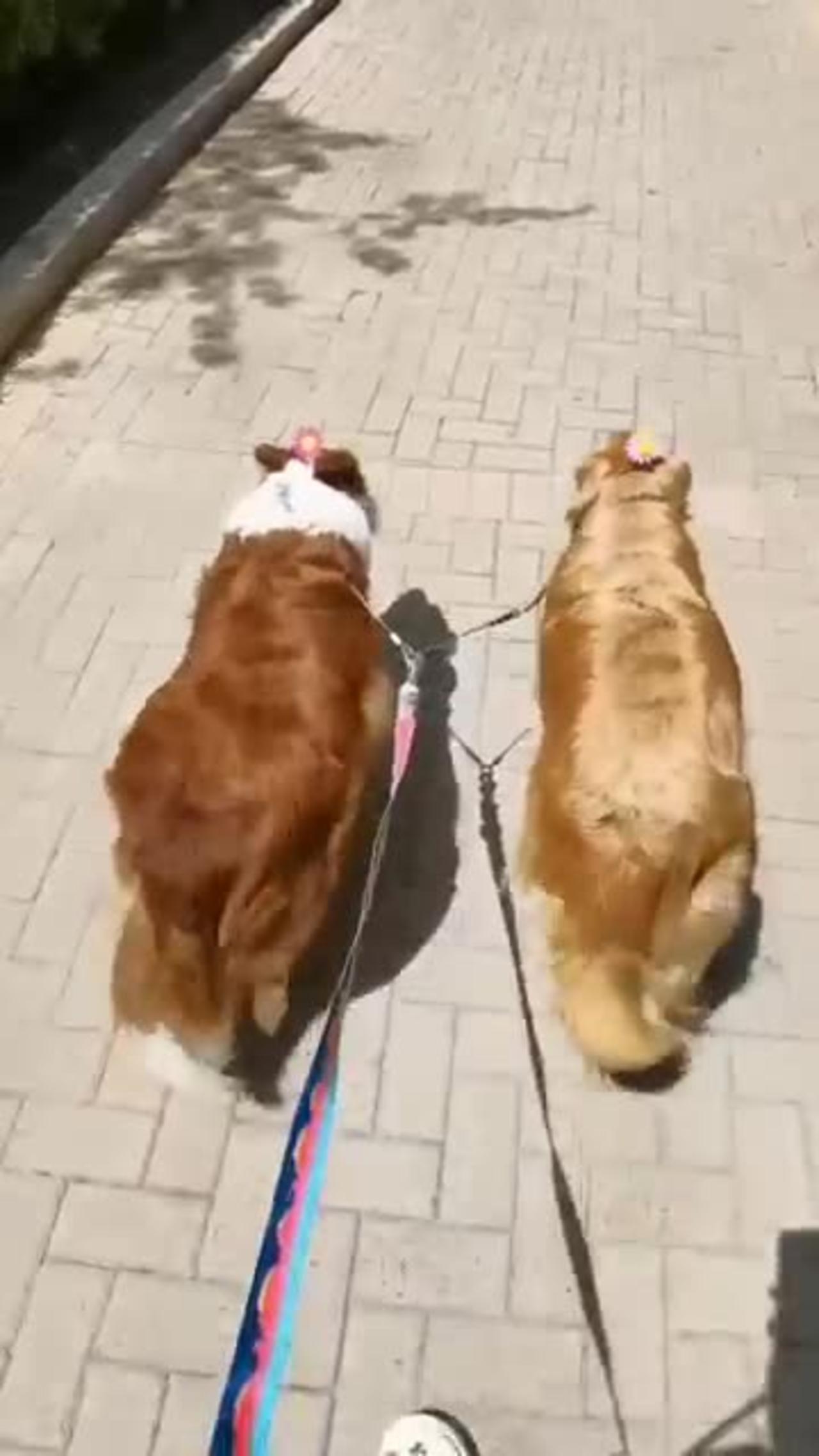 Dog&cat funny videos 😆😁😂