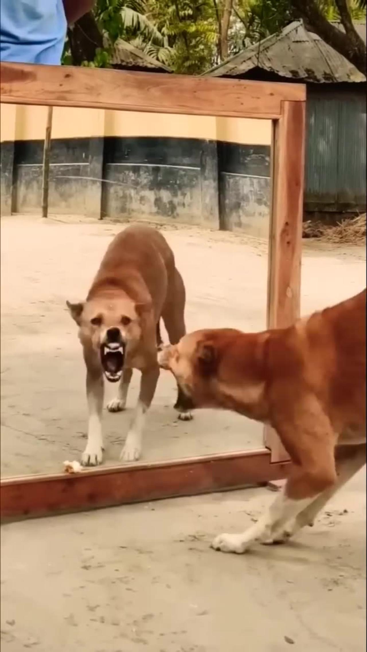 Dog funny moments