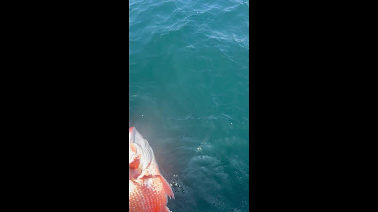 Person throws a red snapper back into the water - One News Page VIDEO