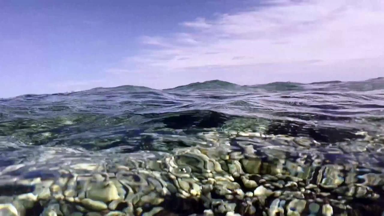 Watch: high temperature killing Florida's coral reefs