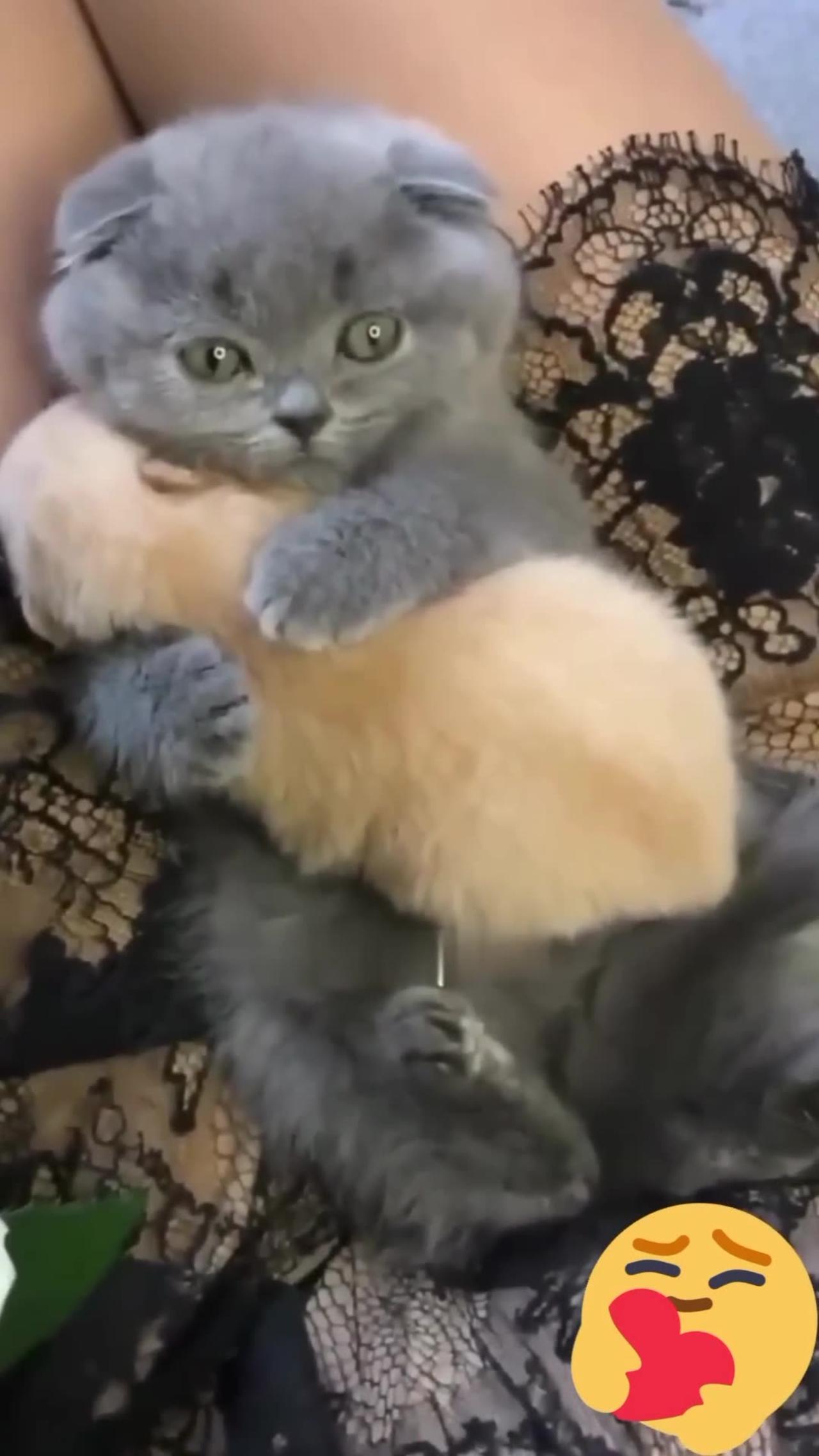 Cute cat video