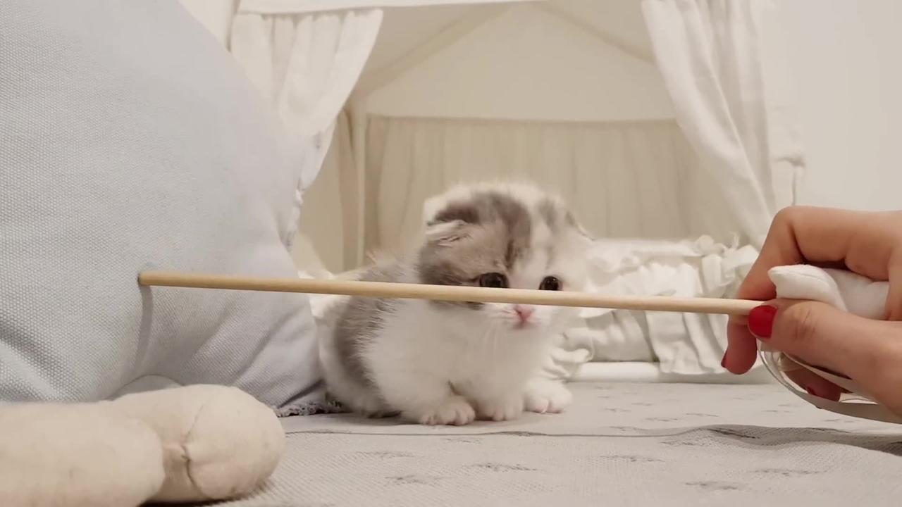 CUTEST BABY CAT EVER!!! - One News Page VIDEO