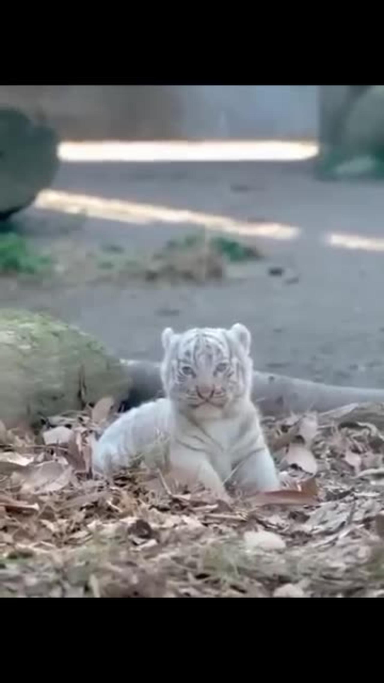 Beautiful Rare White Tiger Cub | Nouman Hassan