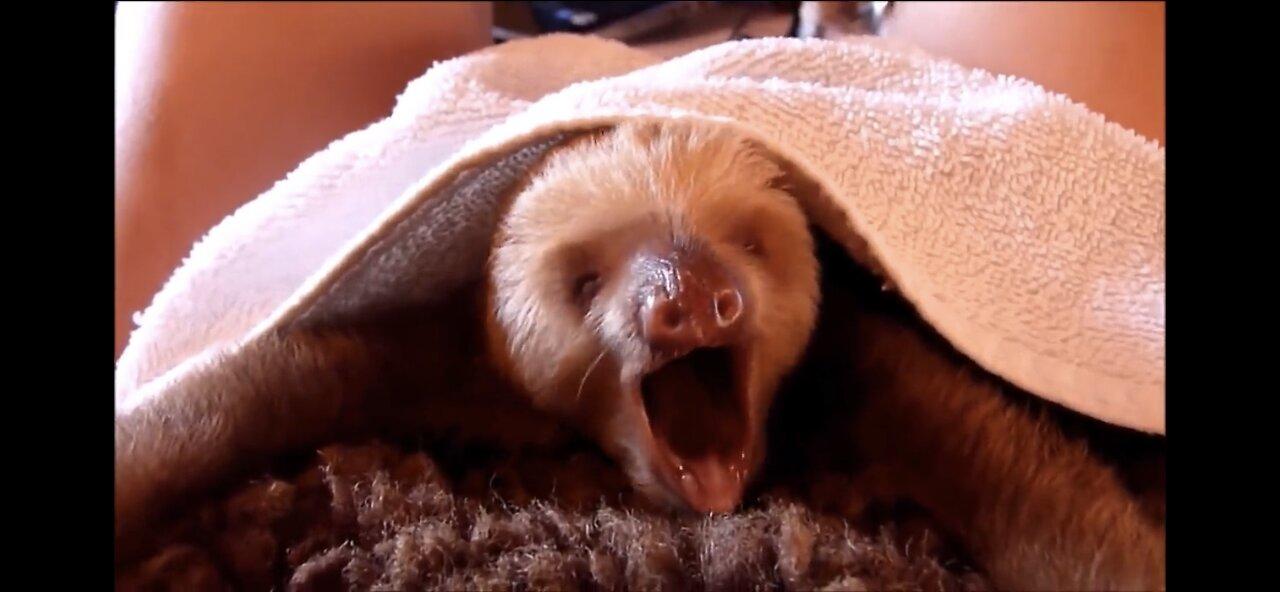 Cutest Baby Sloths! 🦥 🥰