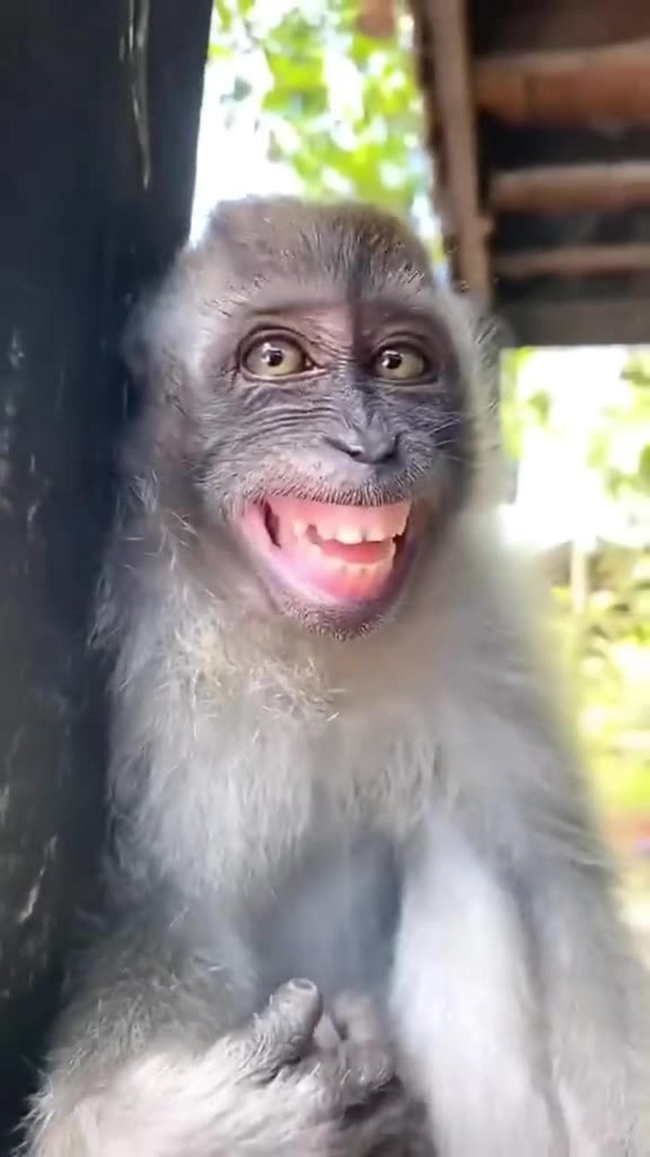 Laugh alot with the funny moments of monkeys🙈