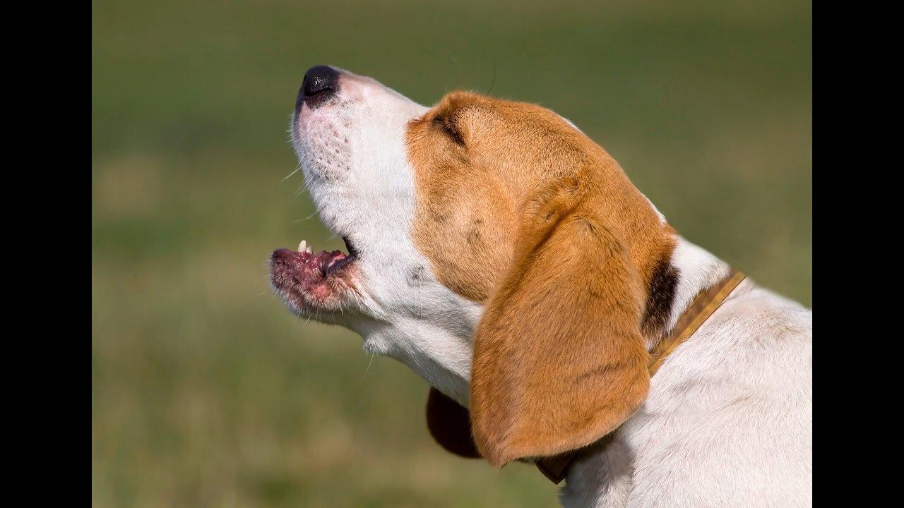 TOP 10 dog barking videos compilation ♥ Dog barking sound - Funny dogs