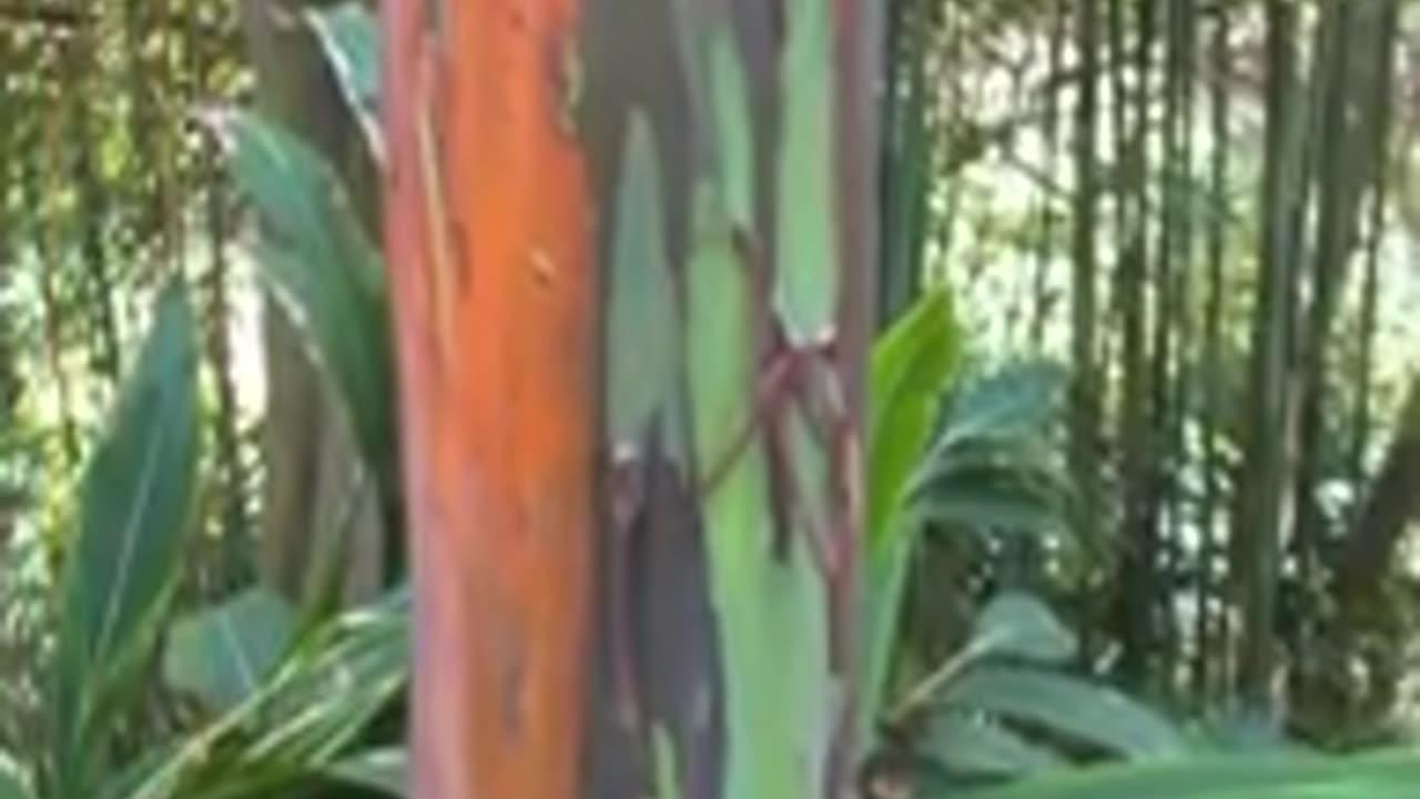 Rainbow Eucalyptus tree . Very Strange Tree