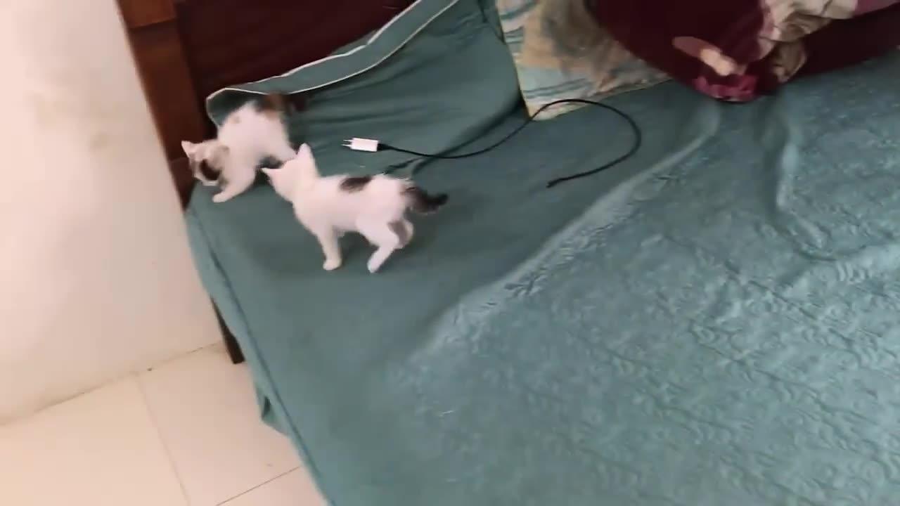 Cute 🥰 Kittens - Funny and Cute Cat Videos Compilation 2023