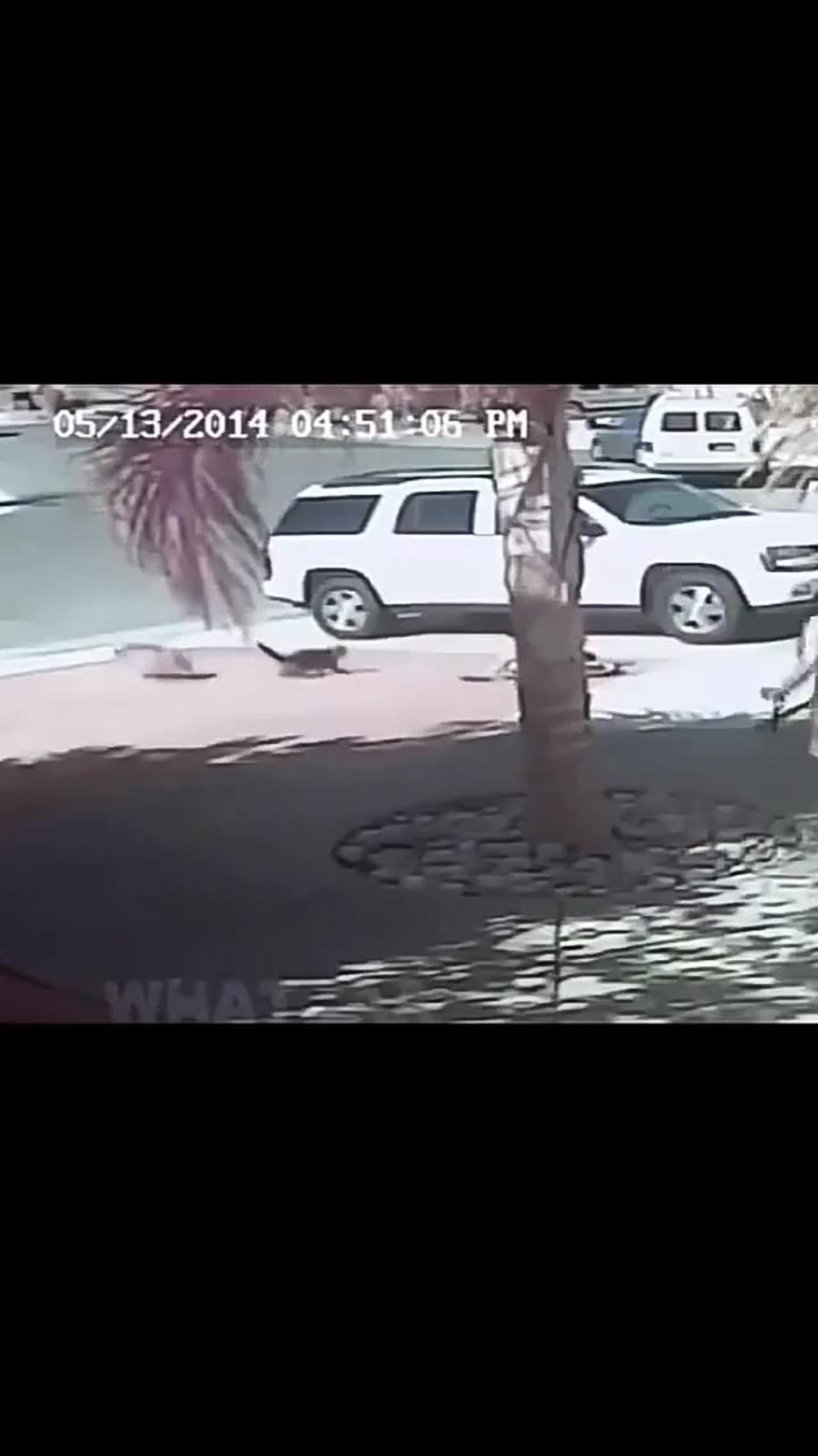 Unlikely Hero: Cat Saves Kittens From Brutal Attack - xlqnoe2