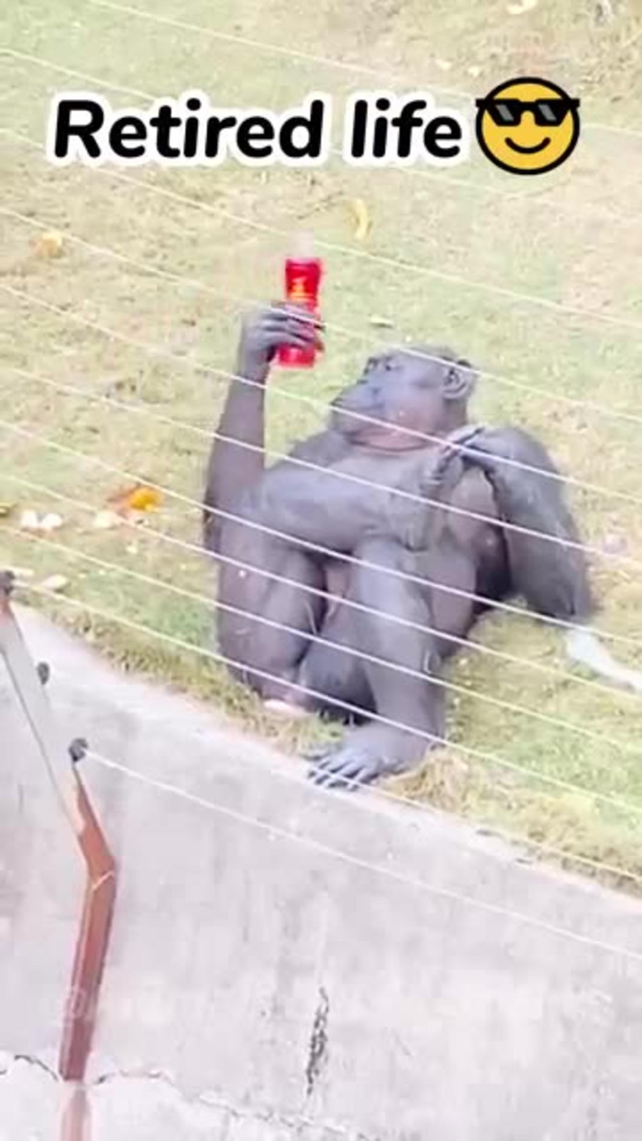 🐵The Wackiest Animal Moments Caught On Camera😂 | Animals LOL Moments #funnyanimals #shorts