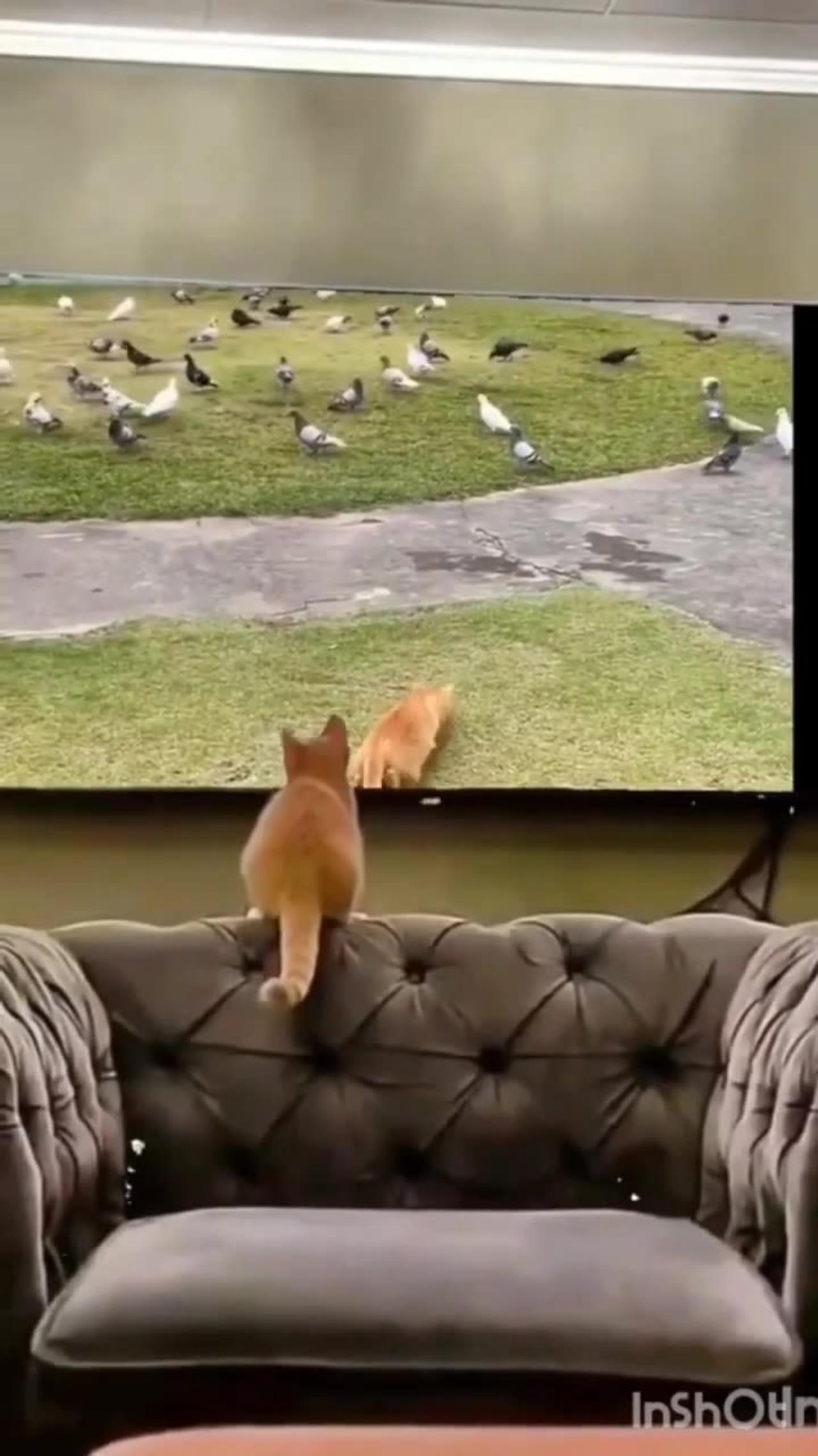 #Funny#funny😃cat#funny dog #funny video