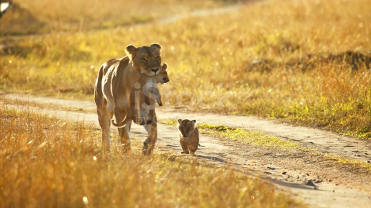 Mother's love is universal.Lioness carrying lion cub in mouth on wildlife reserve road.