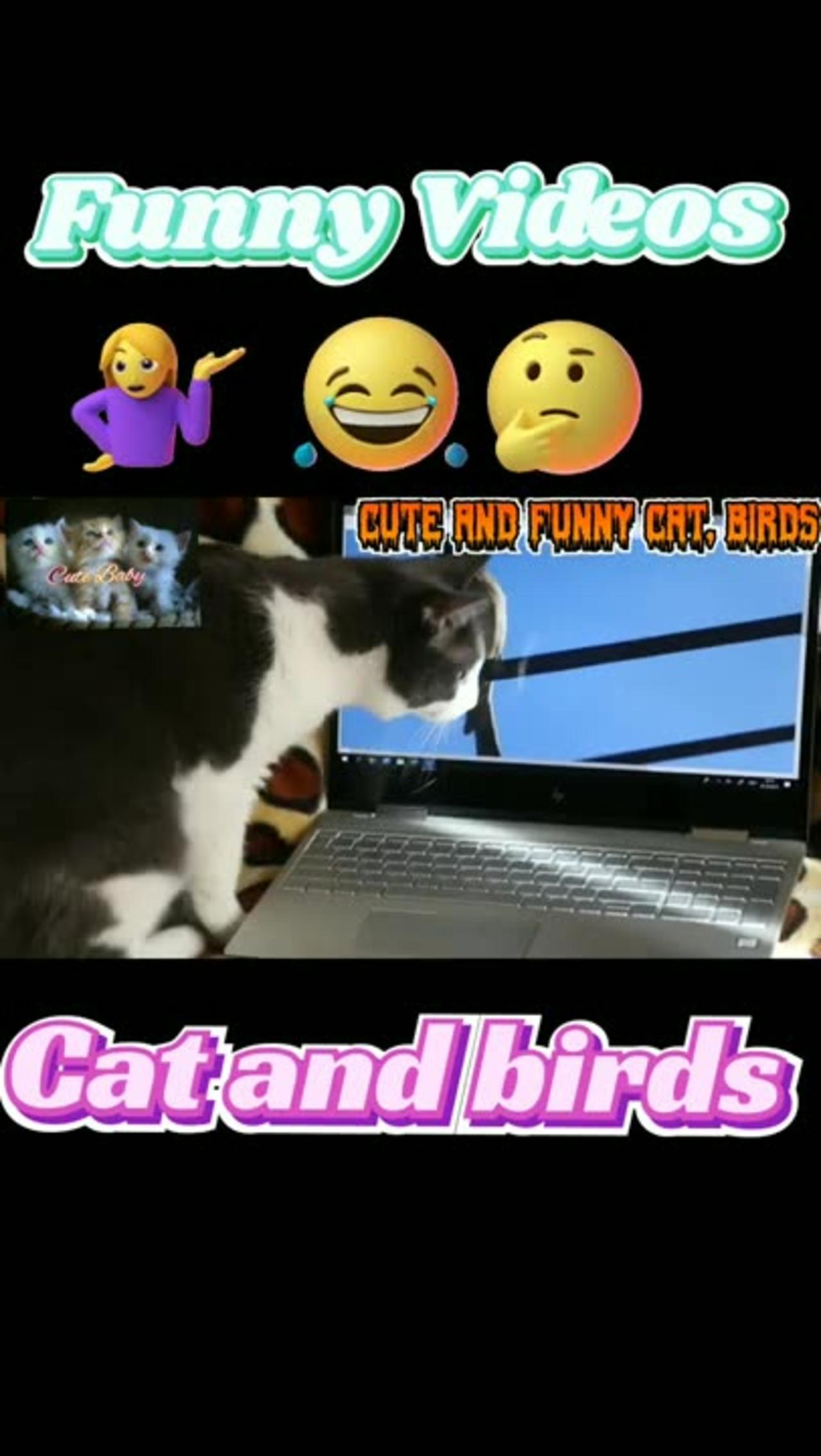 Hilarious Adventures of Funny Cats 😂 and Playful Birds Videos!