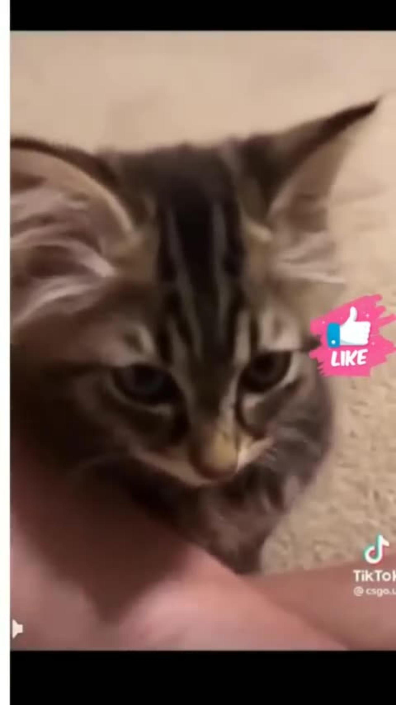 Cute funny animal video