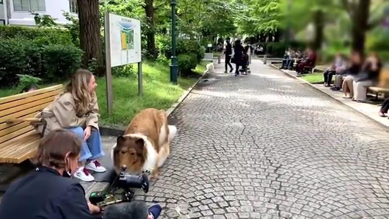 A Japanese Man Turn To Be Human Dog - One News Page VIDEO