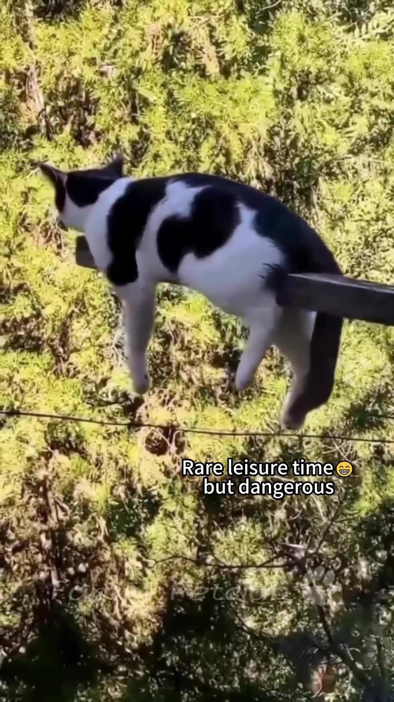 Funniest cats🐱In The World😂 Funny and Fails Pets Video #shorts #54 #cats #funny #animals