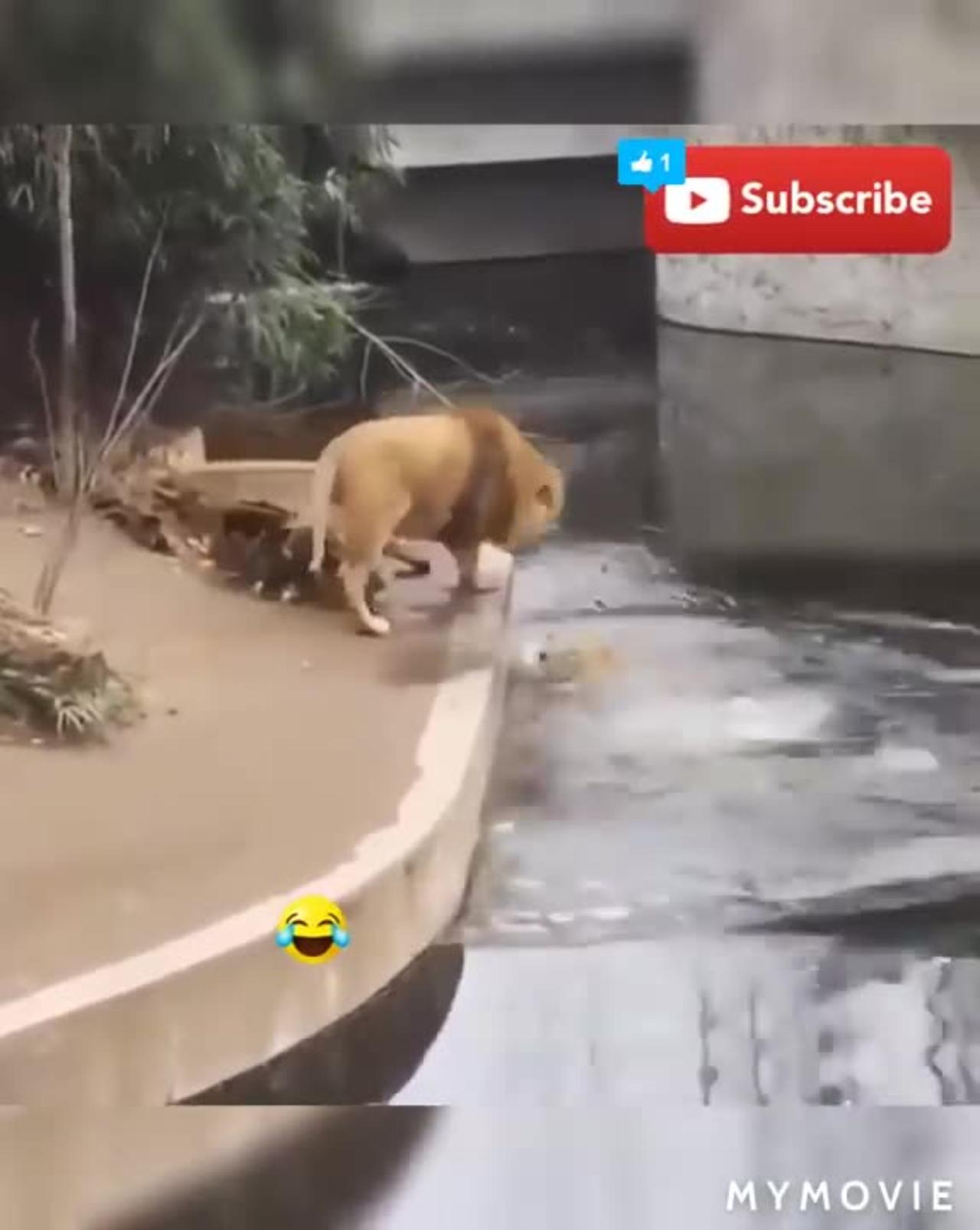 New two lion funny video 🤣🤭