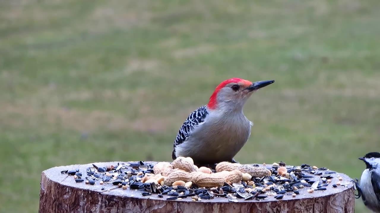 A red-bellied woodpecker has incredible skills to listens to his lunch