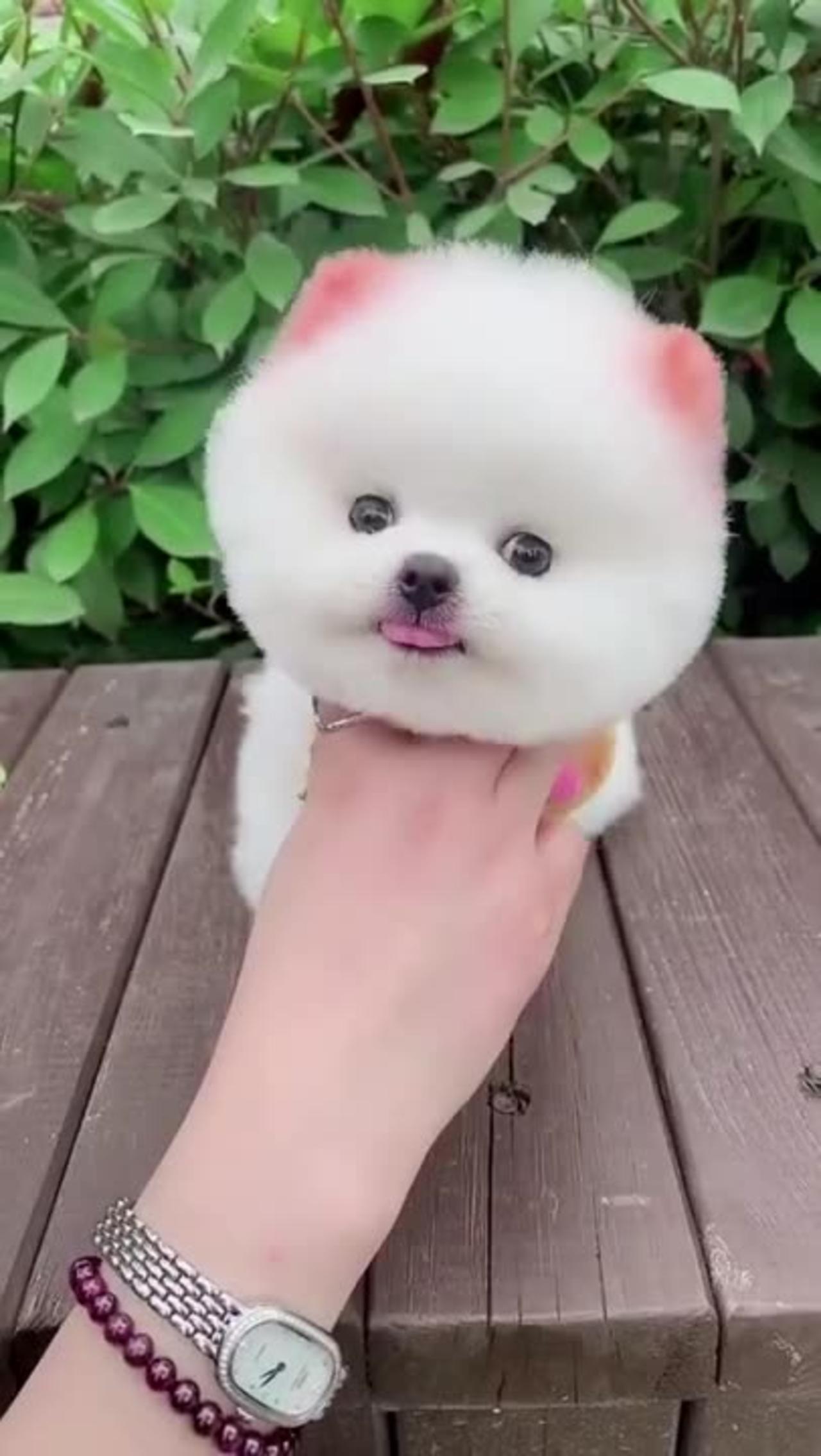 Top Funny Cute Dog Videos and TIKTOK Compilation