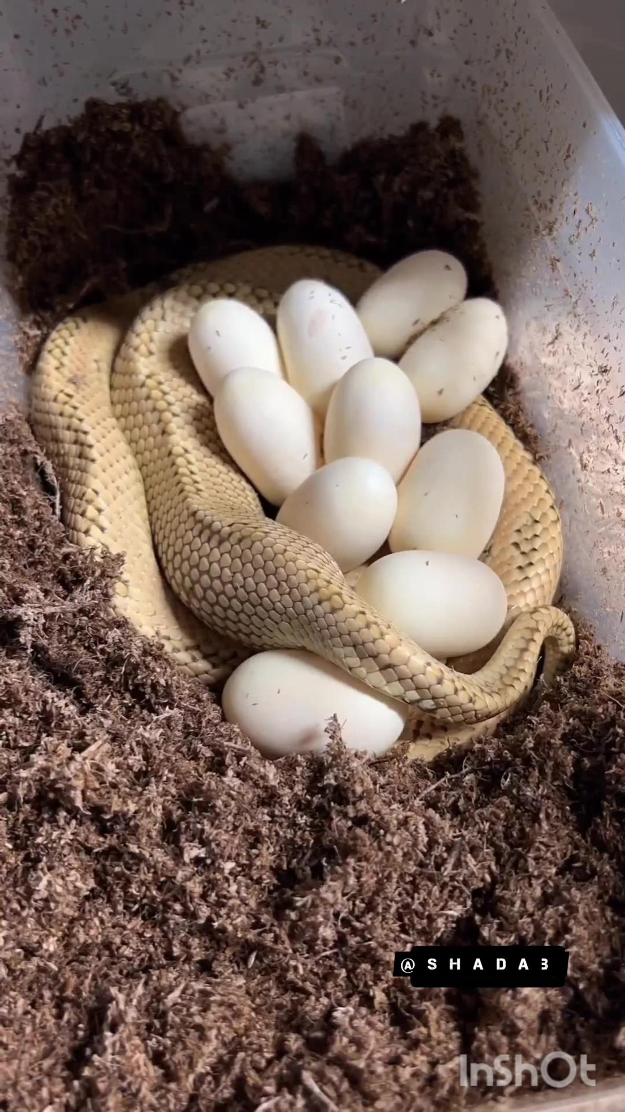 Snake Laying eggs live on camera One News Page VIDEO
