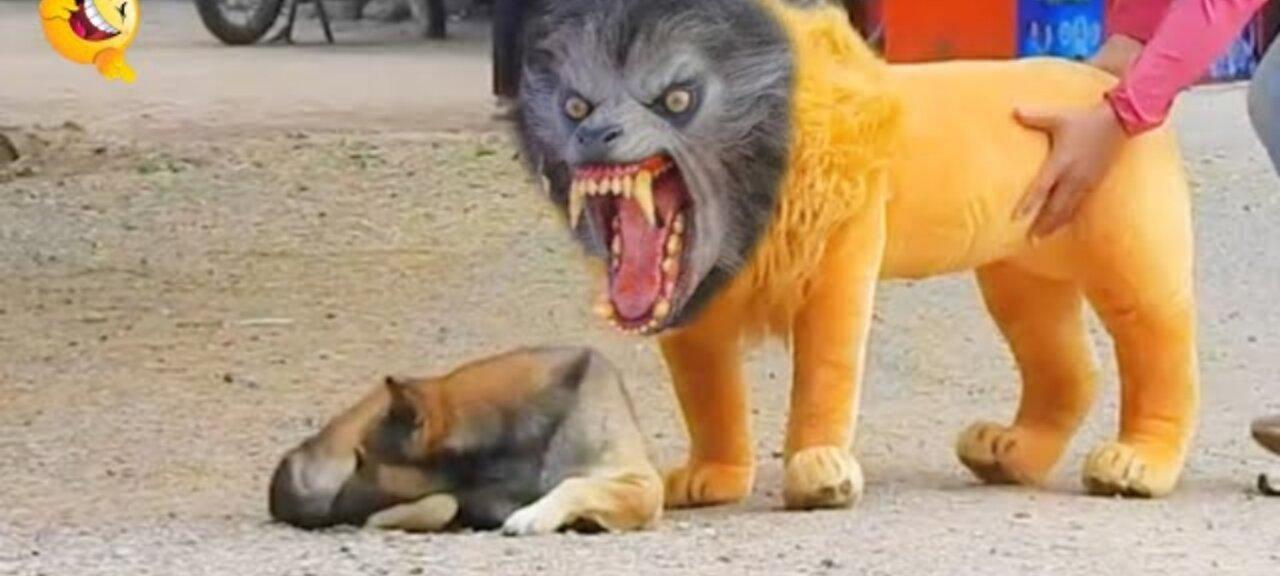 Troll prank dog funny fake lion and fake tiger prank to dog Huge Box